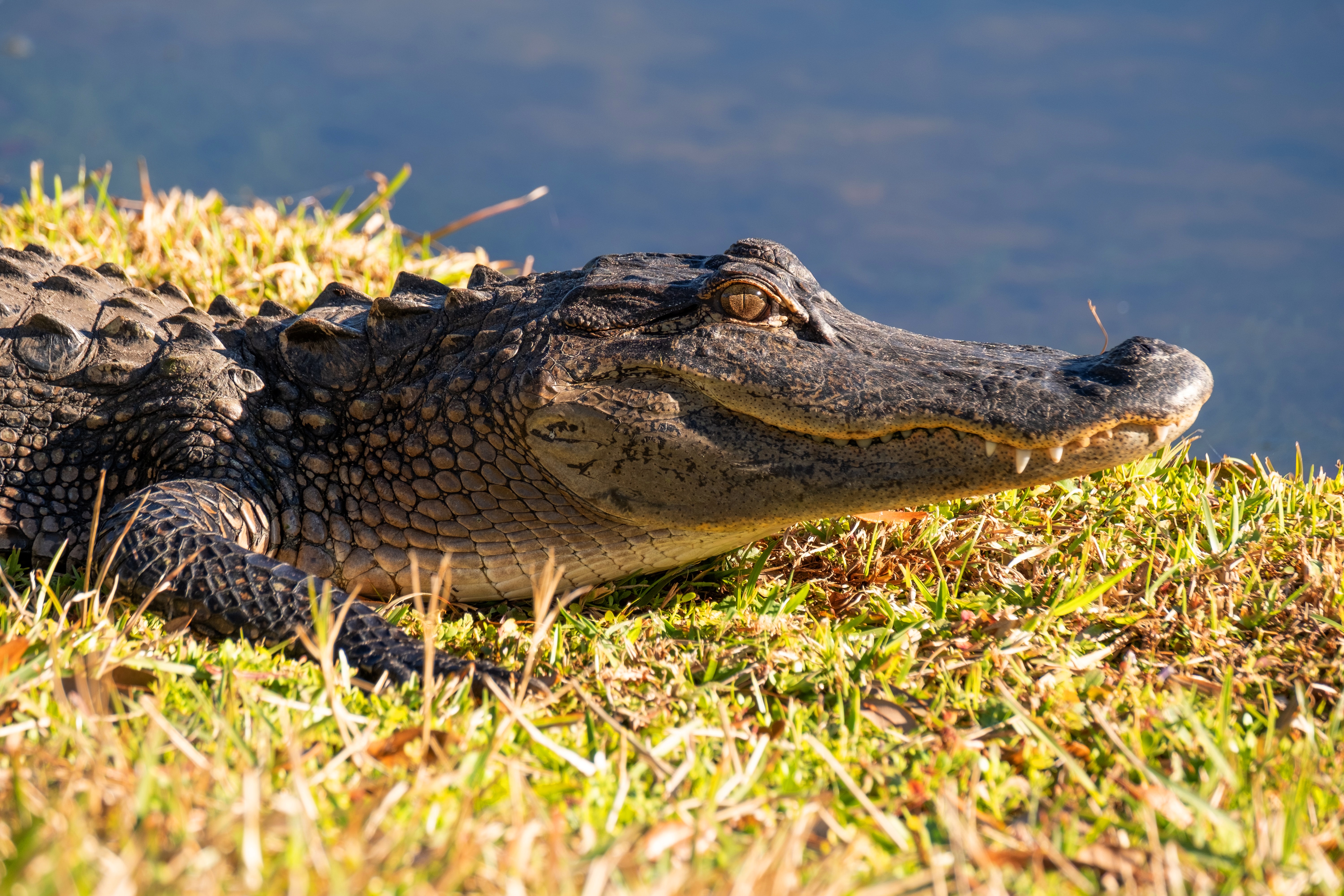 Крокодил самый опасный речной. Аллигатор, болото, крокодил. Крокодилы в Мексике. Морда крокодила. Добрый крокодил.
