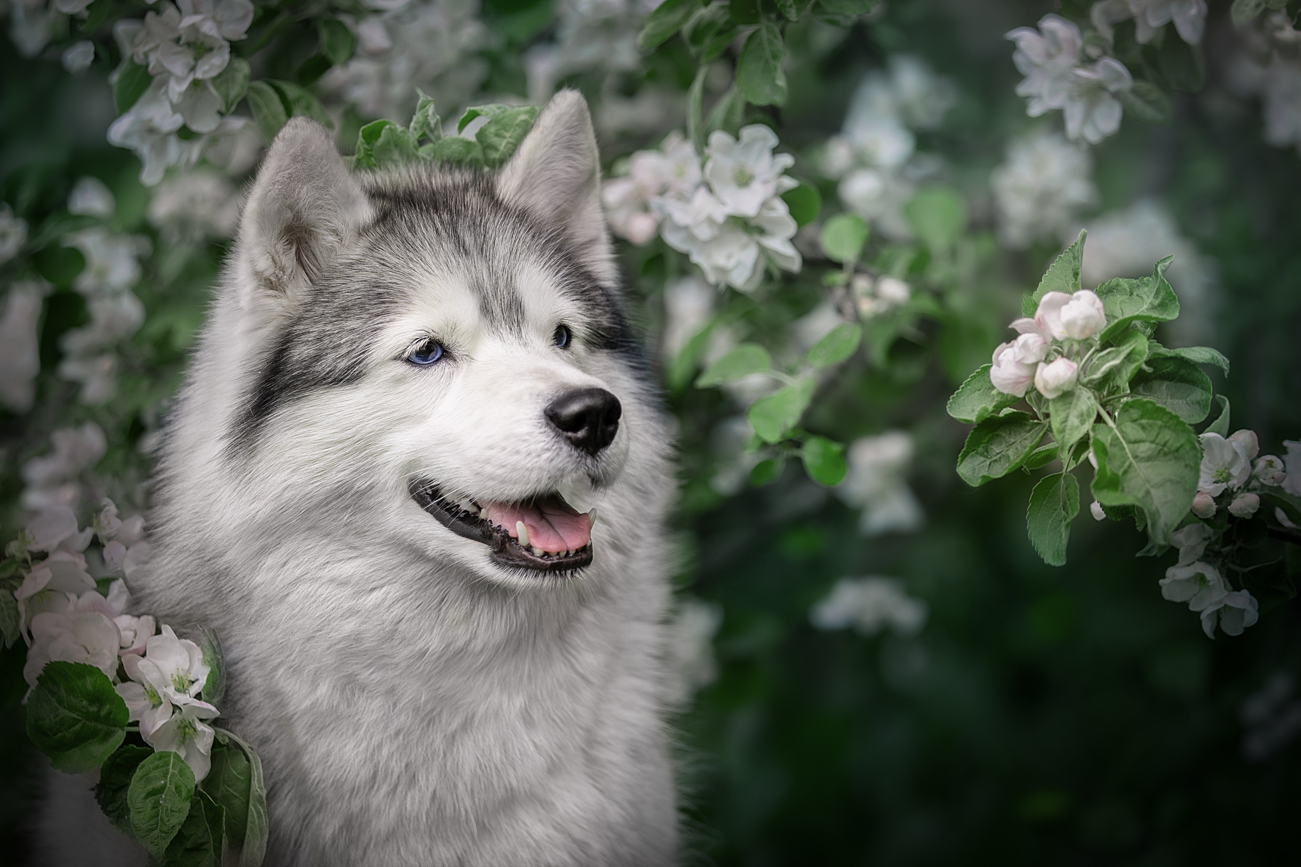 Обои морда, цветение, ветки, собака, весна, хаски, яблоня, face, flowering, branches, dog, spring, husky, apple разрешение 2560x1706 Загрузить