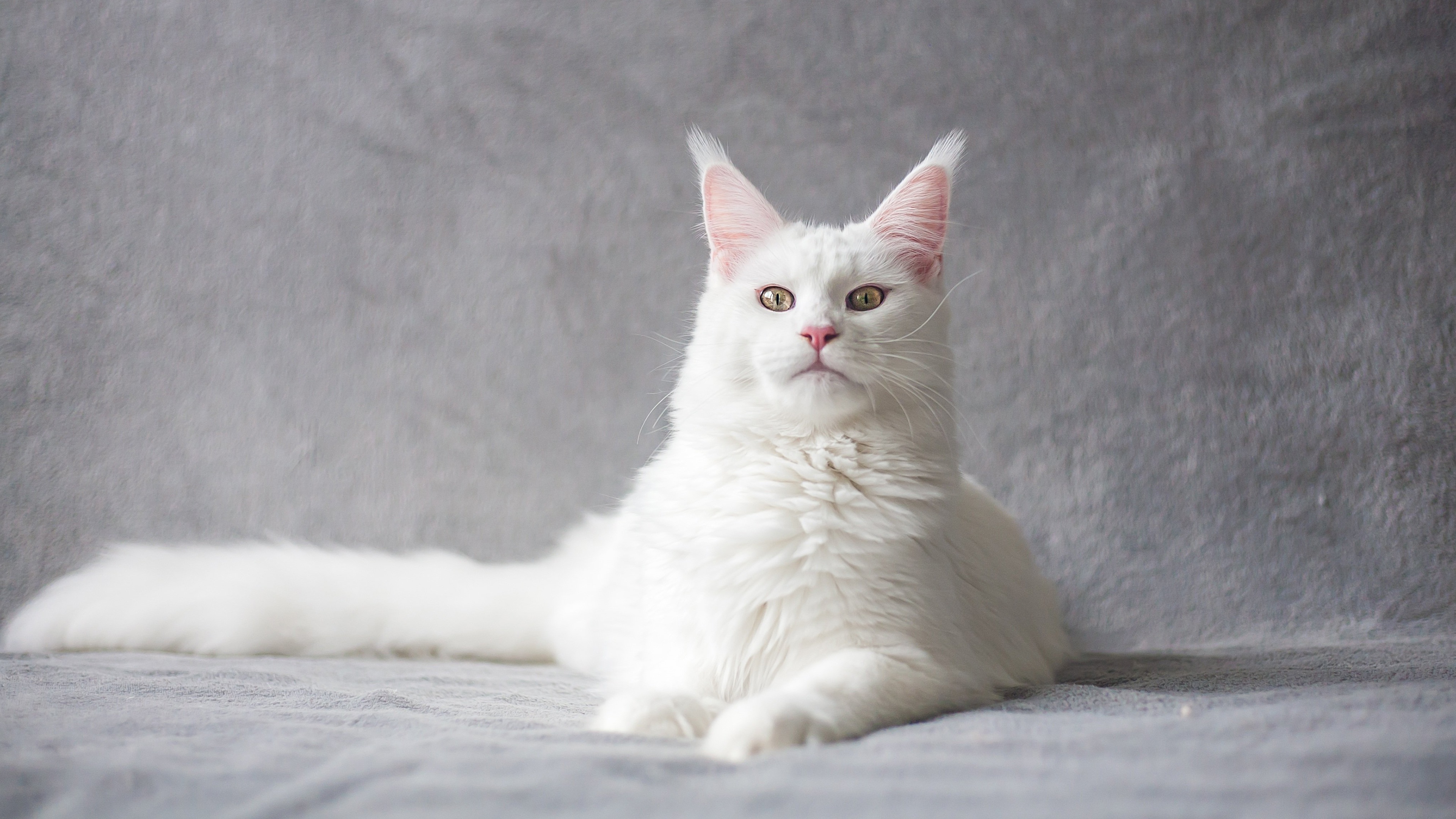 порода кошки русская белая фото