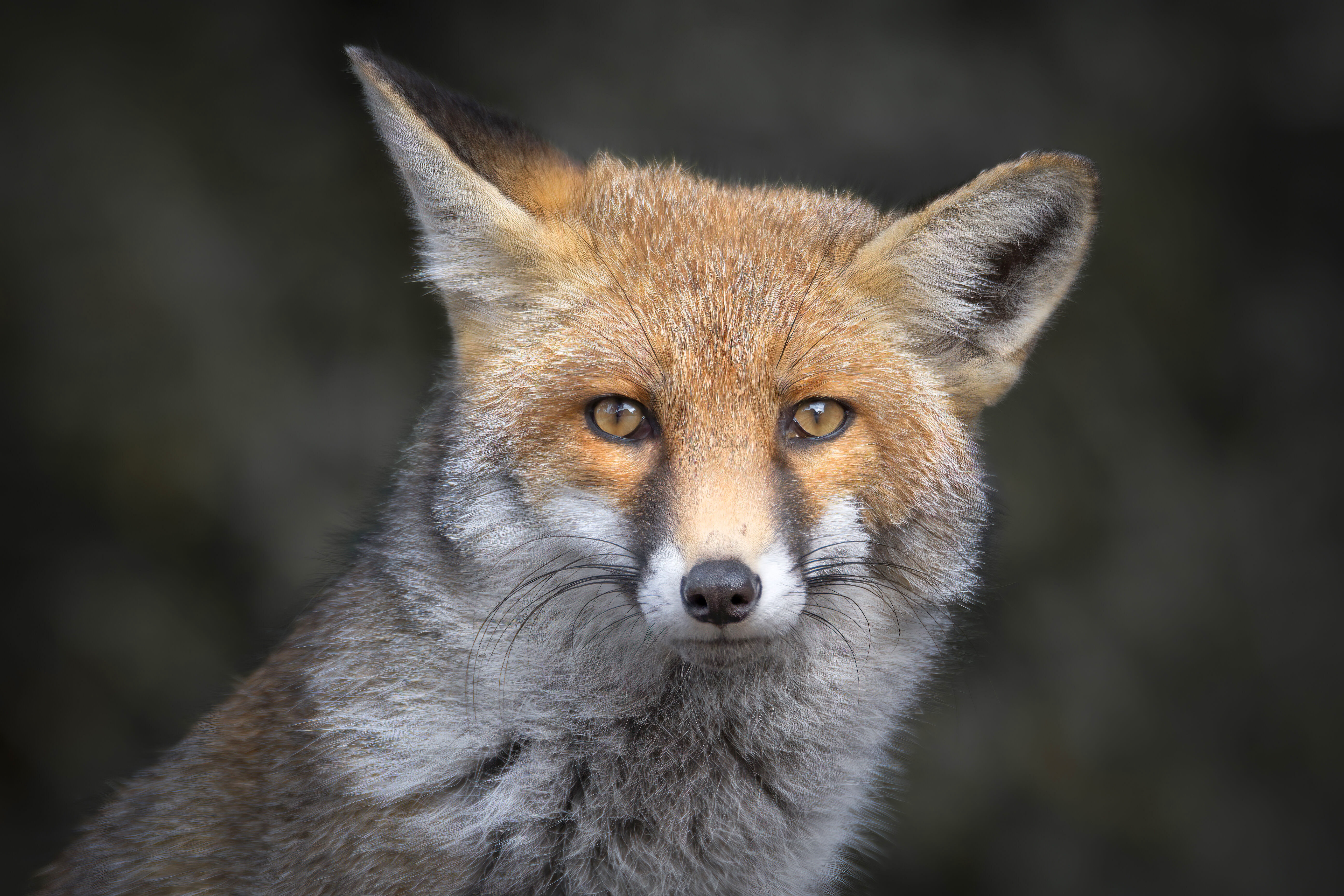 Обои морда, портрет, взгляд, лиса, серый фон, лисица, уши, face, portrait, look, fox, grey background, ears разрешение 5568x3712 Загрузить