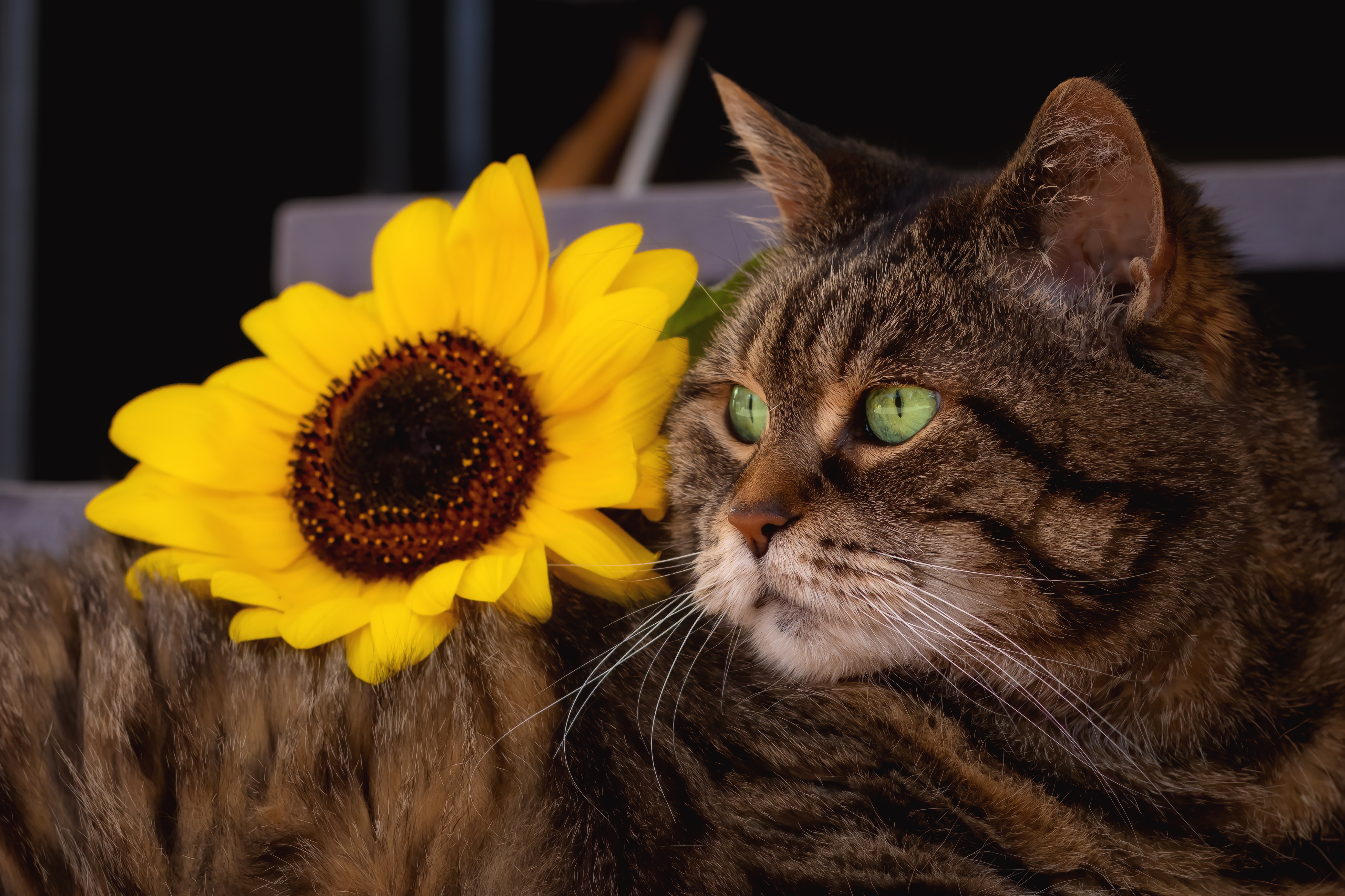 Обои морда, полосатый, поза, цветок, кот, кошка, взгляд, лежит, серый, подсолнух, sunflower, face, striped, pose, flower, cat, look, lies, grey разрешение 5250x3500 Загрузить