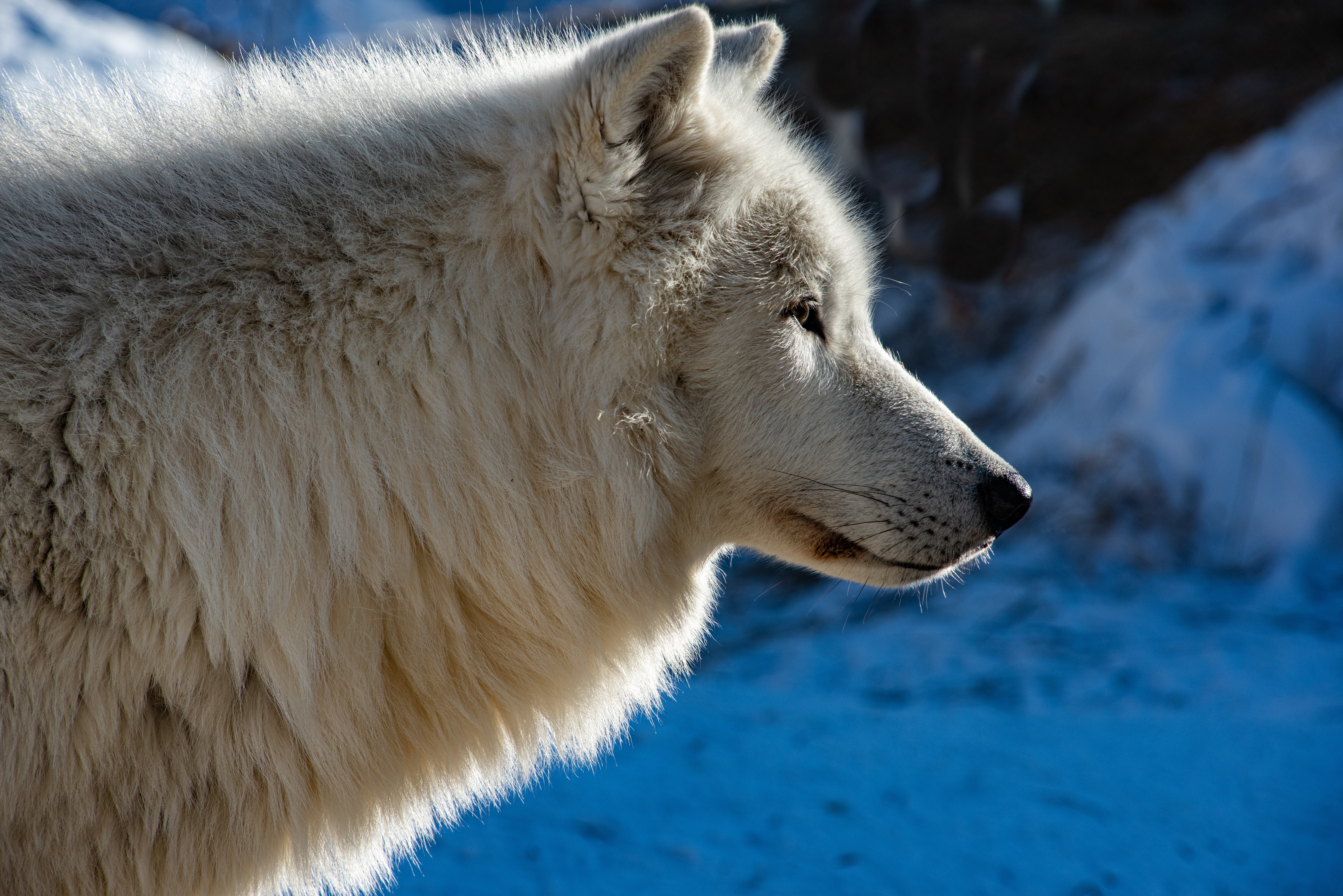 Обои морда, профиль, волк, face, profile, wolf разрешение 6143x4100 Загрузить