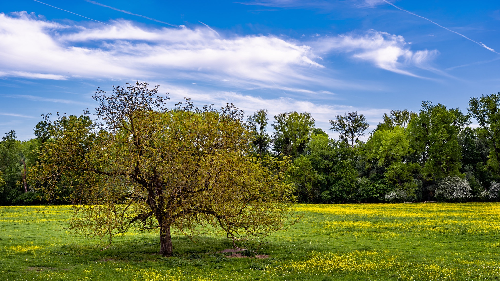 Обои небо, природа, дерево, поле, the sky, nature, tree, field разрешение 2048x1152 Загрузить