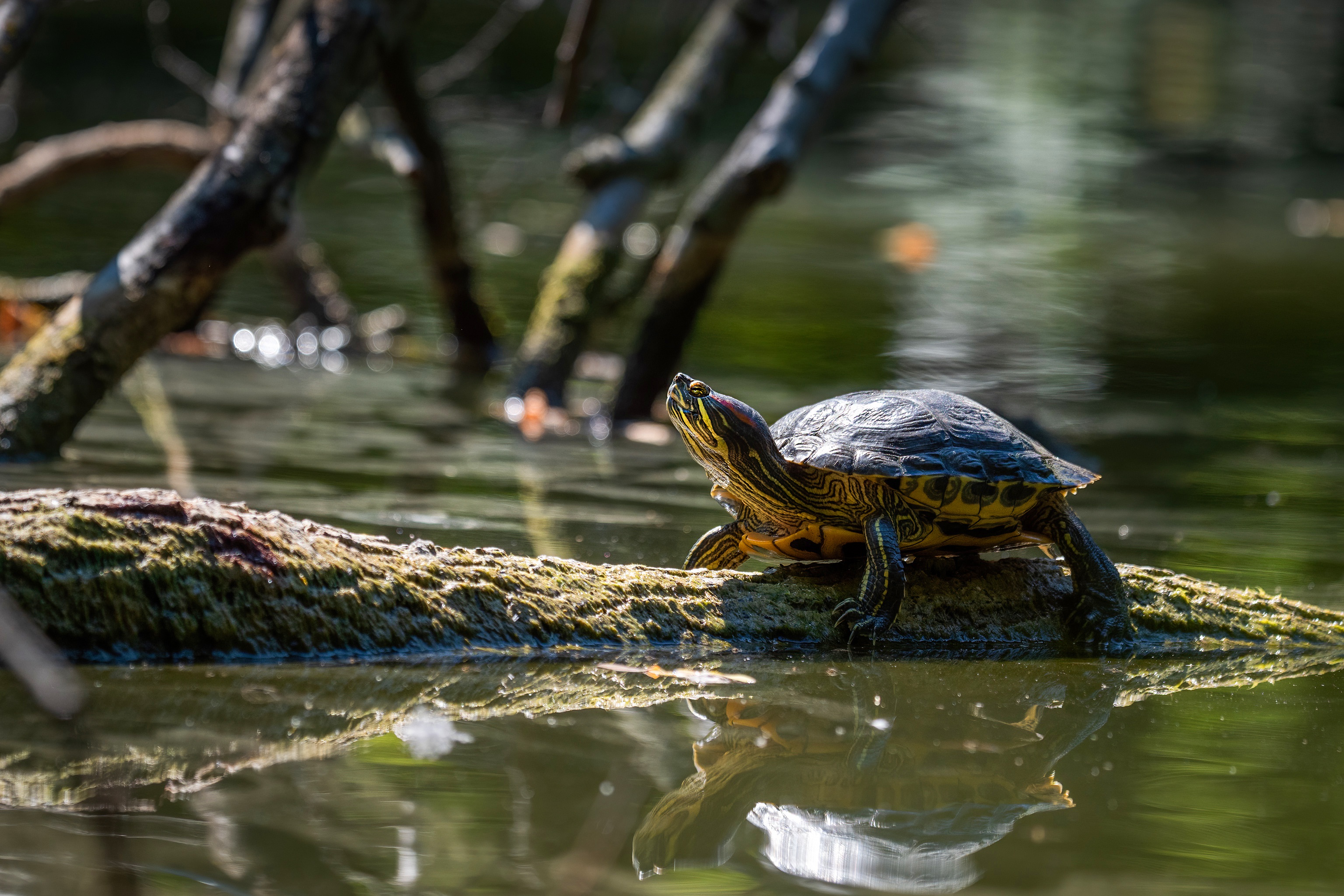 Черепахи в природе. Красноухая Пресноводная черепаха. Красноухая Болотная черепаха. Красноухая водоплавающая черепаха. Черепаха водная красноухая.