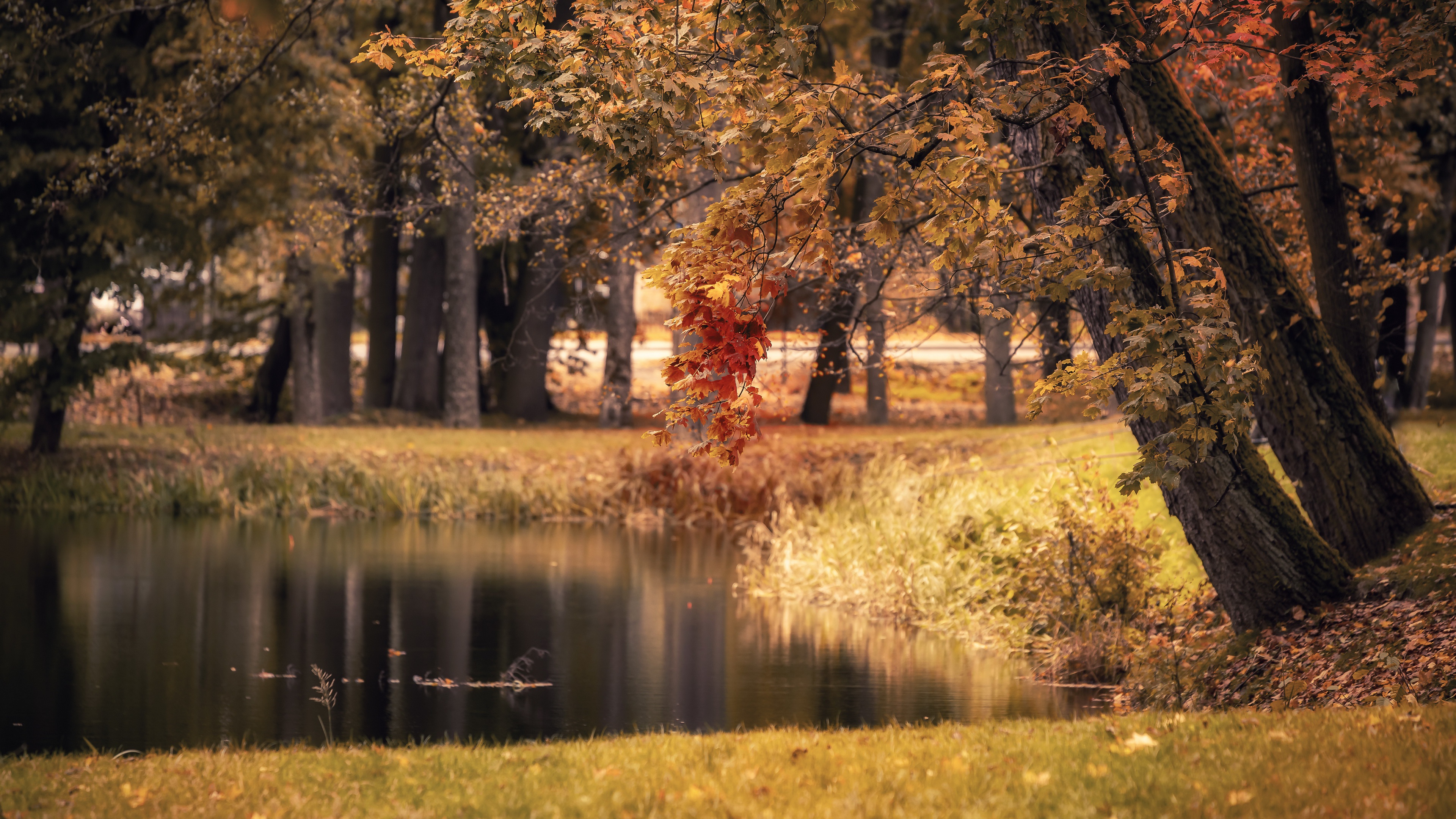 Обои озеро, парк, осень, lake, park, autumn разрешение 3840x2160 Загрузить