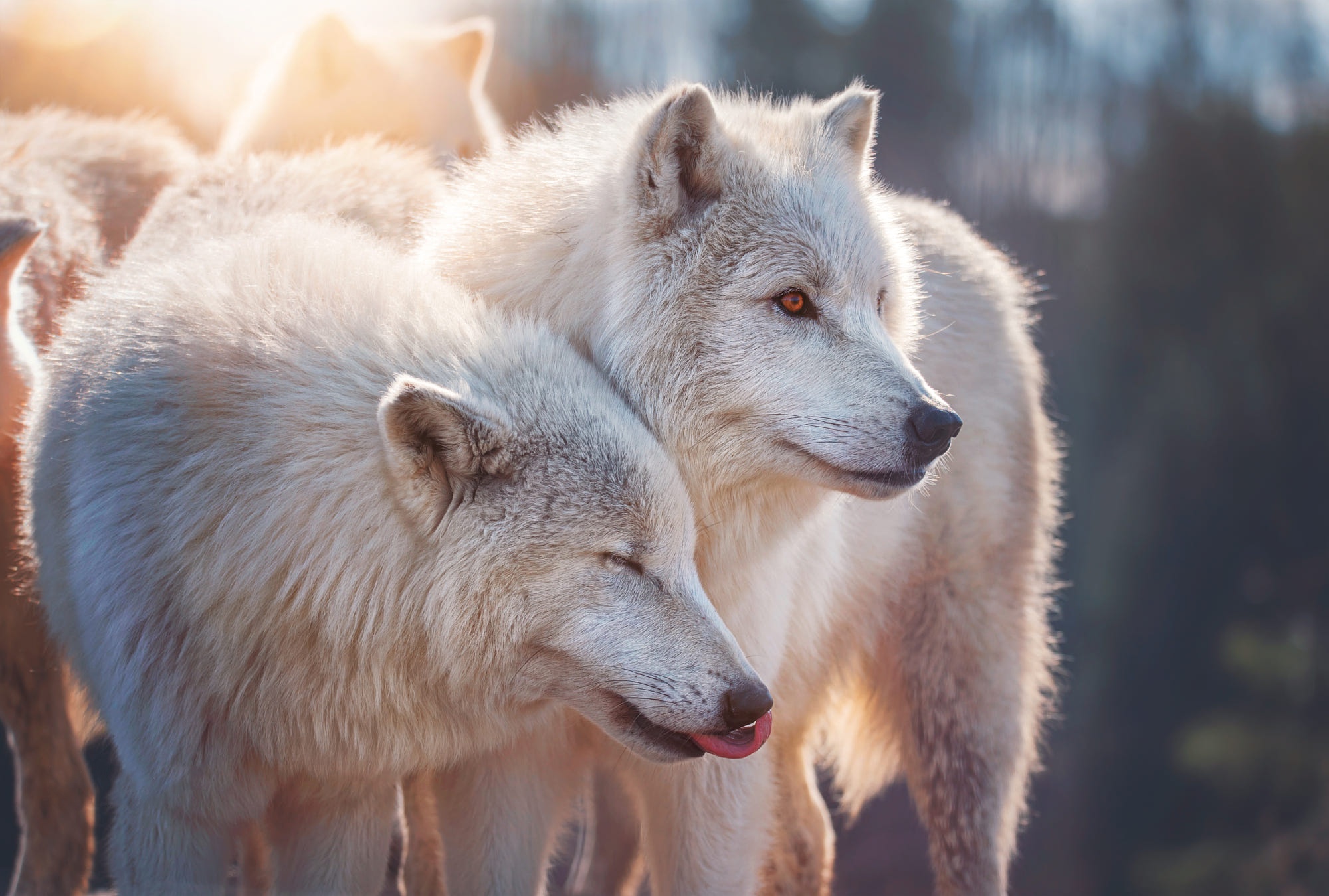 Обои пара, белые, волки, морды, полярные, полярный волк, pair, white, wolves, muzzle, polar, polar wolf разрешение 2000x1350 Загрузить