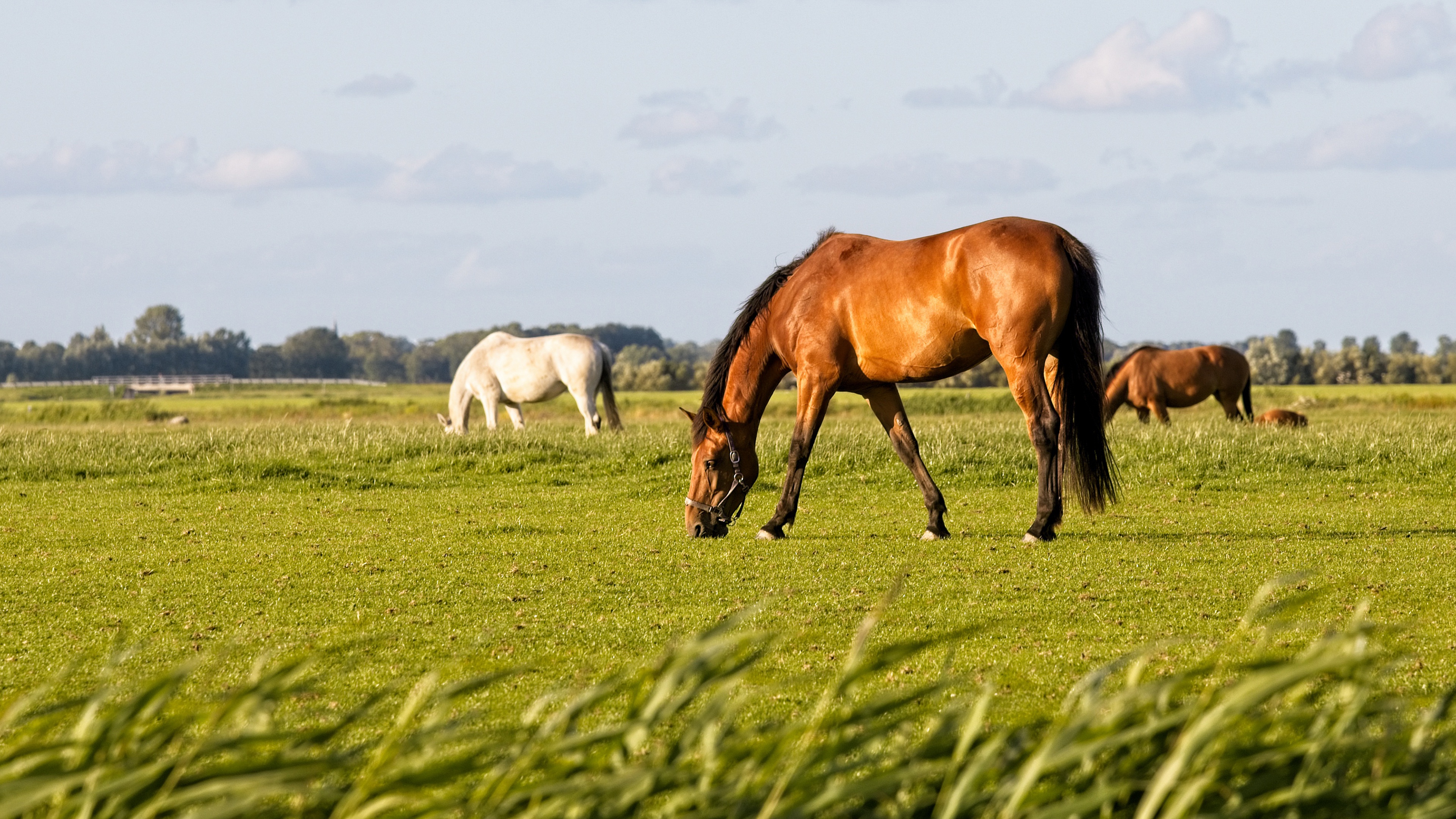 Лошадь Пржевальского Equus przewalskii