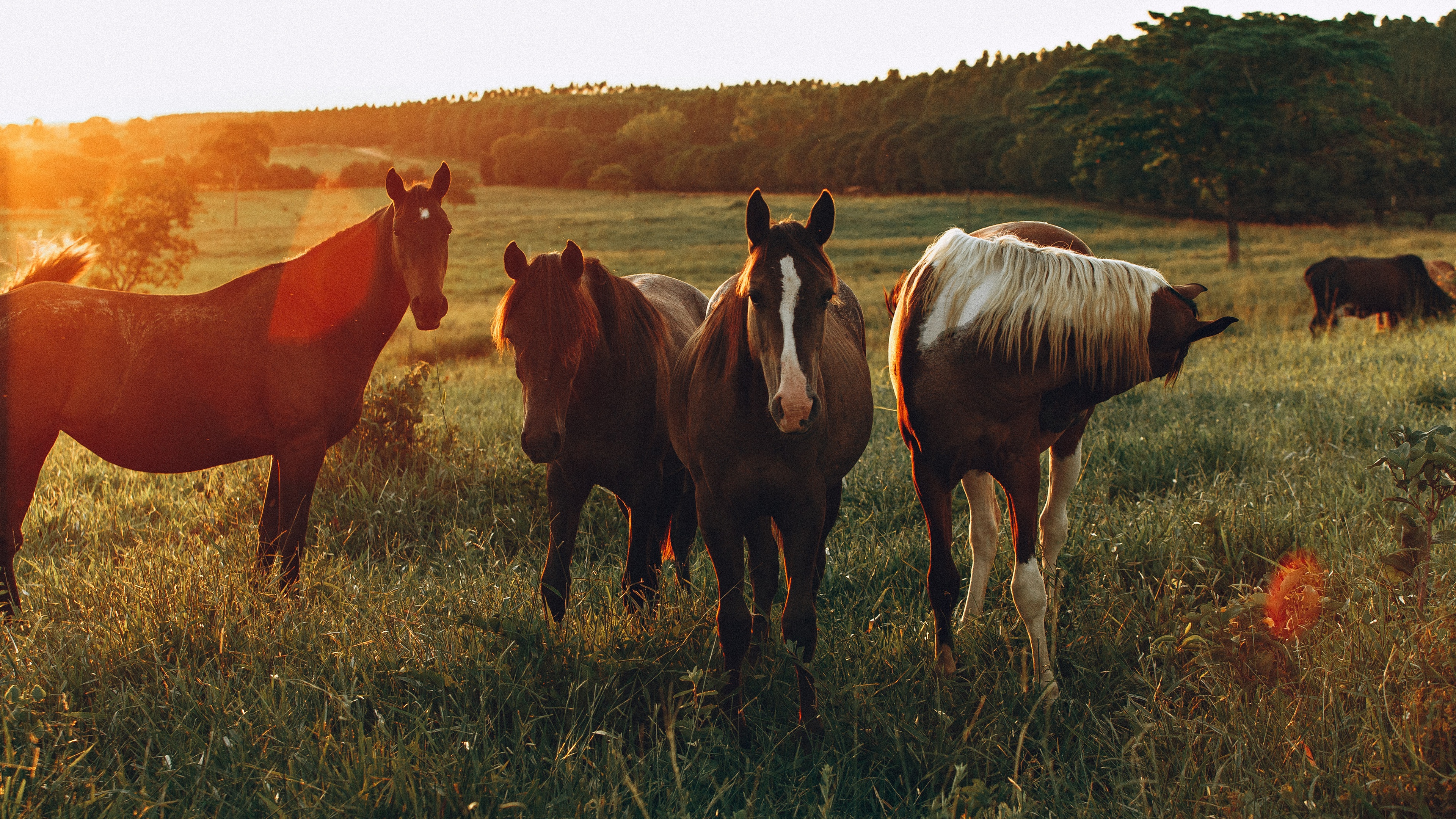 Обои поле, лошади, кони, солнечный свет, field, horse, horses, sunlight разрешение 3840x2160 Загрузить