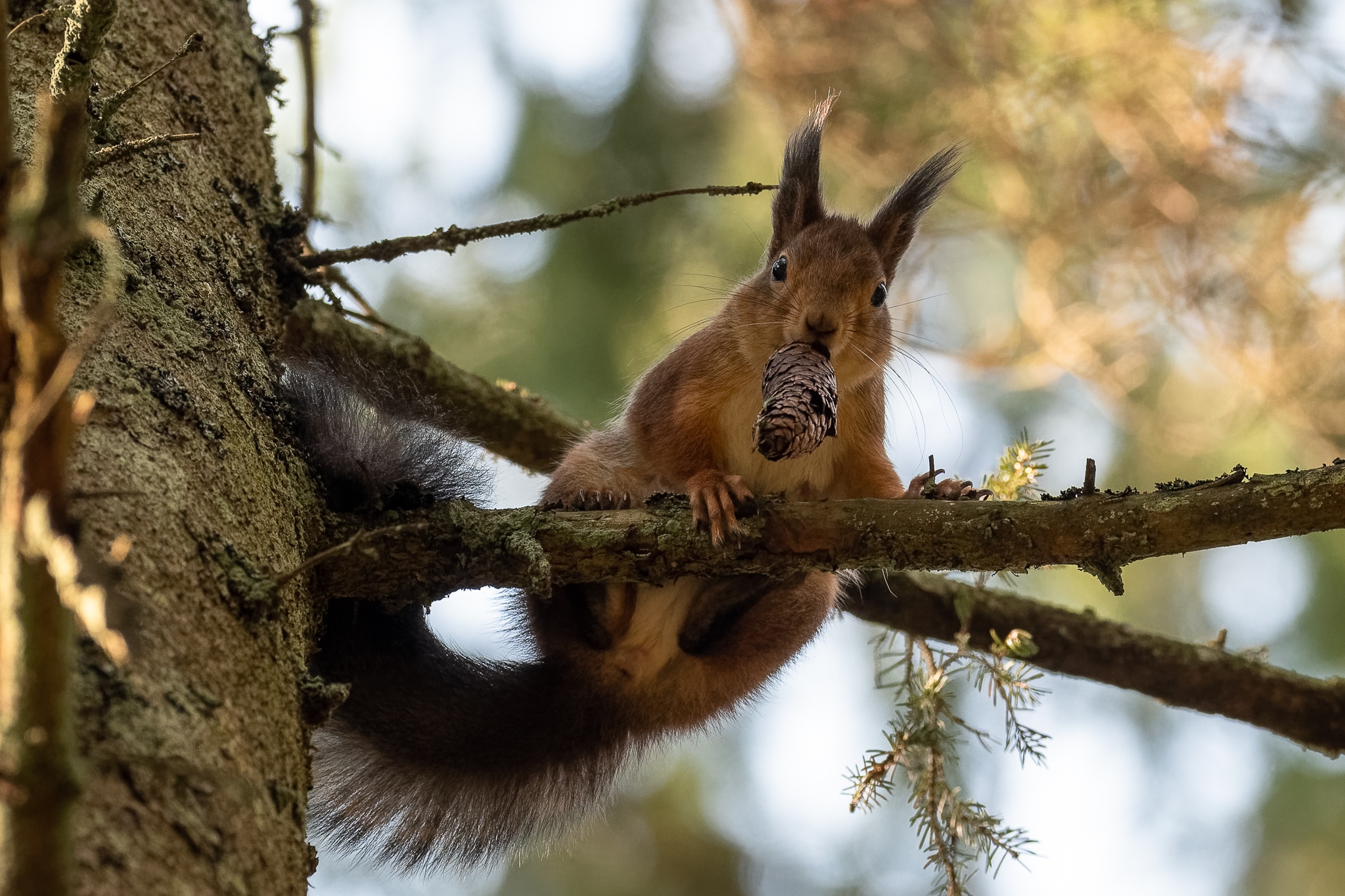 Обои природа, дерево, ветки, шишка, белка, зверек, грызун, nature, tree, branches, bump, protein, animal, rodent разрешение 2047x1365 Загрузить