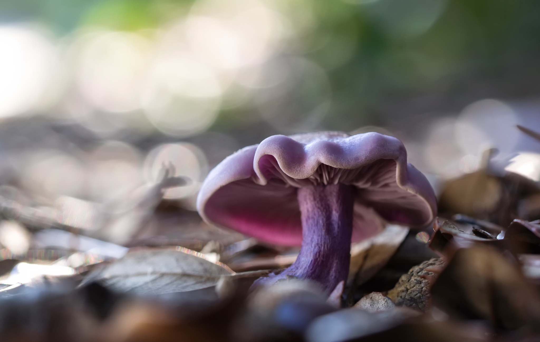 Обои природа, фон, гриб, nature, background, mushroom разрешение 2048x1300 Загрузить