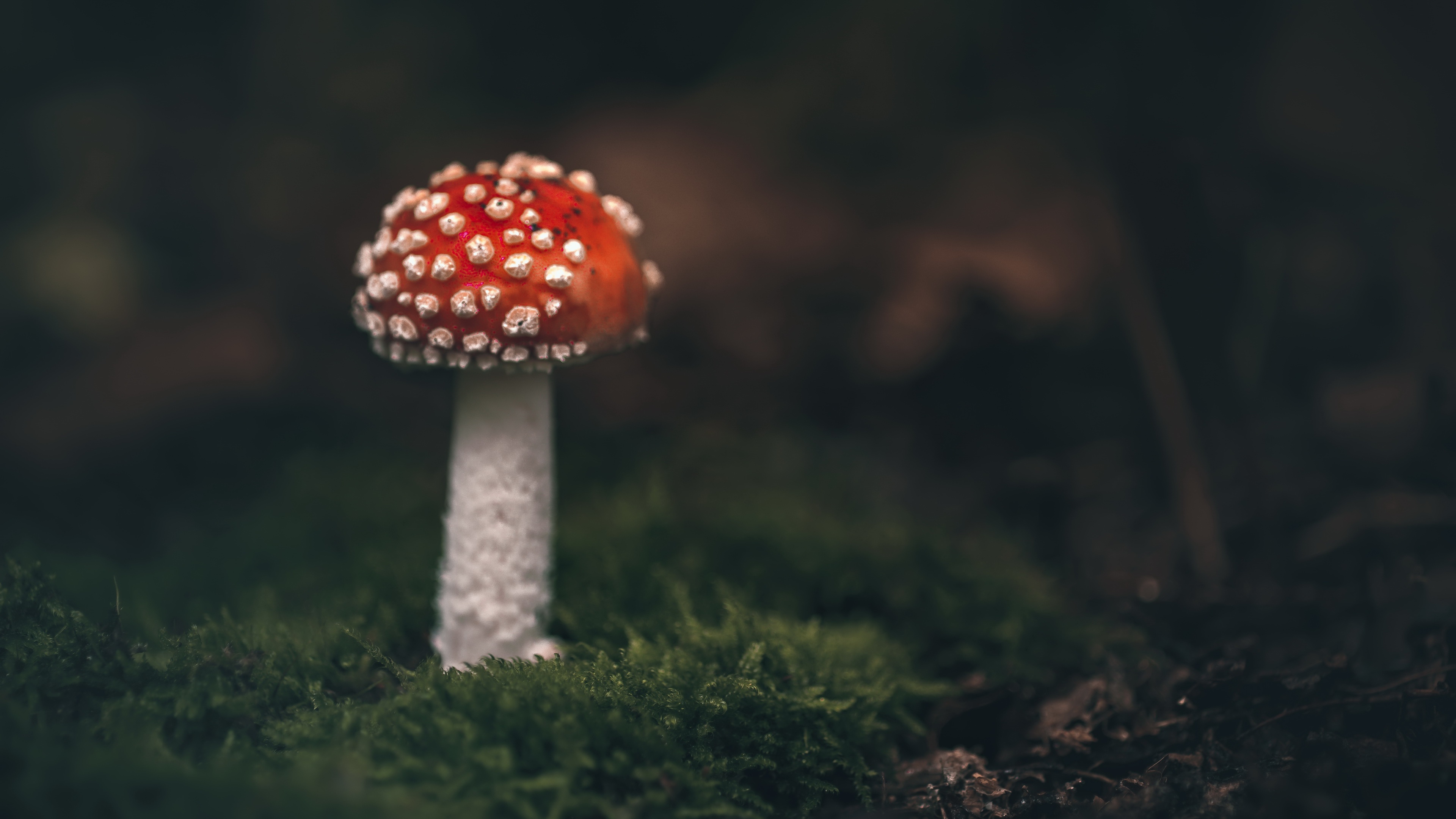 Обои природа, гриб, nature, mushroom разрешение 3840x2160 Загрузить