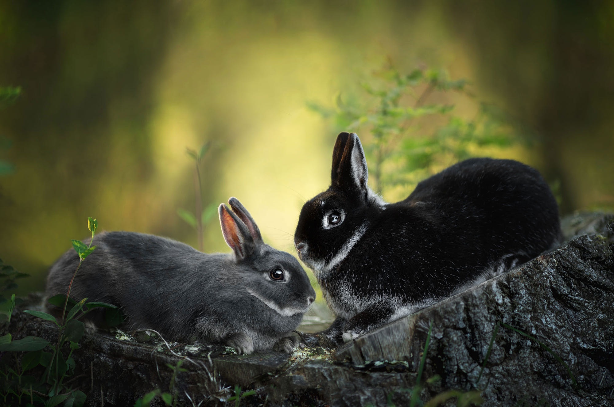 Обои природа, кролик, кролики, пень, зайчики, nature, rabbit, rabbits, stump, bunnies разрешение 2000x1328 Загрузить