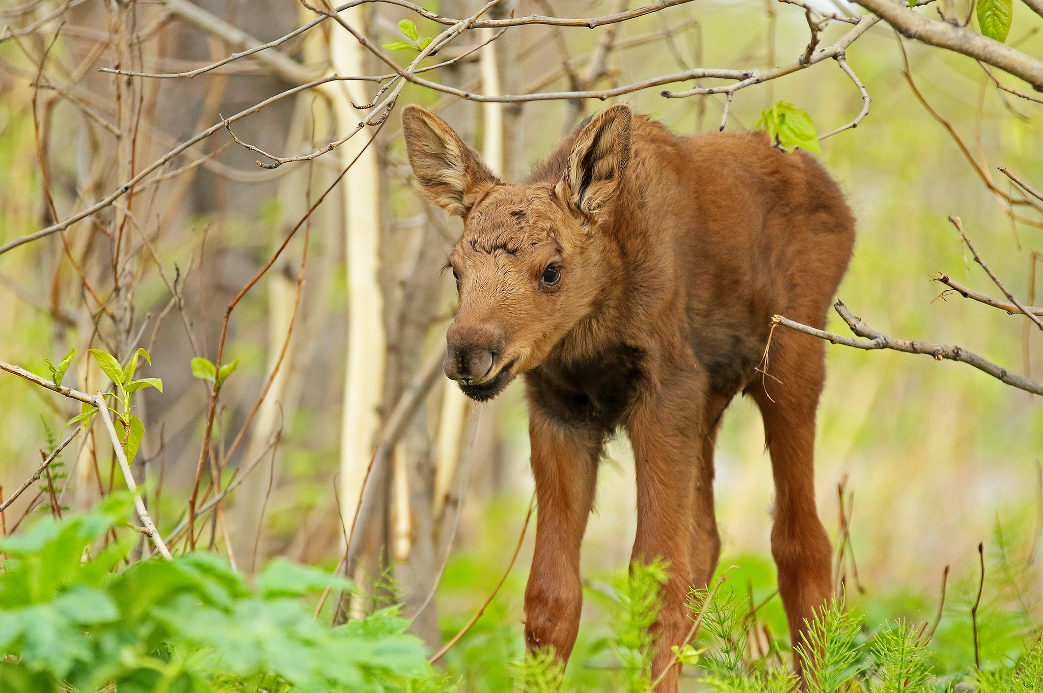 Обои природа, лес, лось, nature, forest, moose разрешение 2048x1361 Загрузить