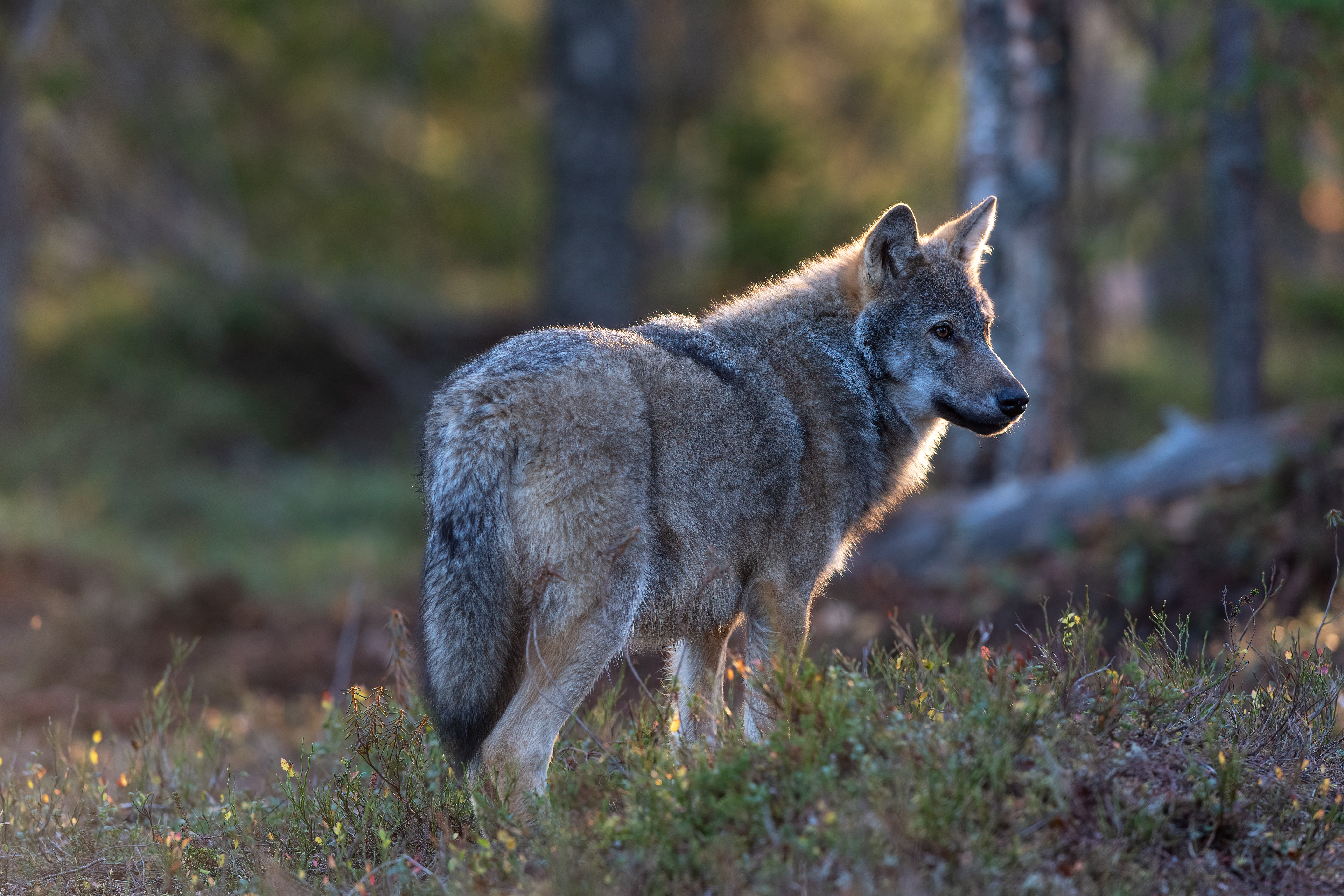 Обои природа, лес, серый, волк, nature, forest, grey, wolf разрешение 5568x3712 Загрузить