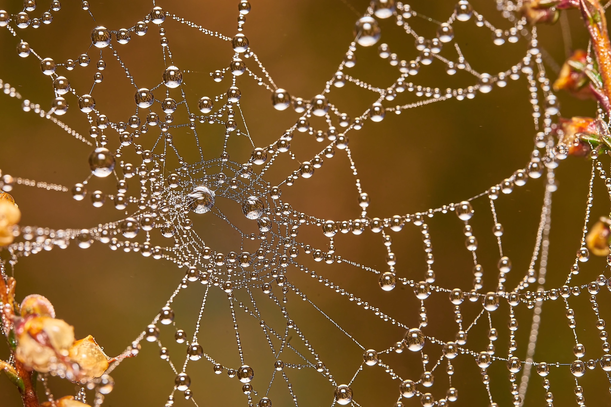 Обои природа, макро, капельки, паутина, nature, macro, droplets, web разрешение 2048x1365 Загрузить