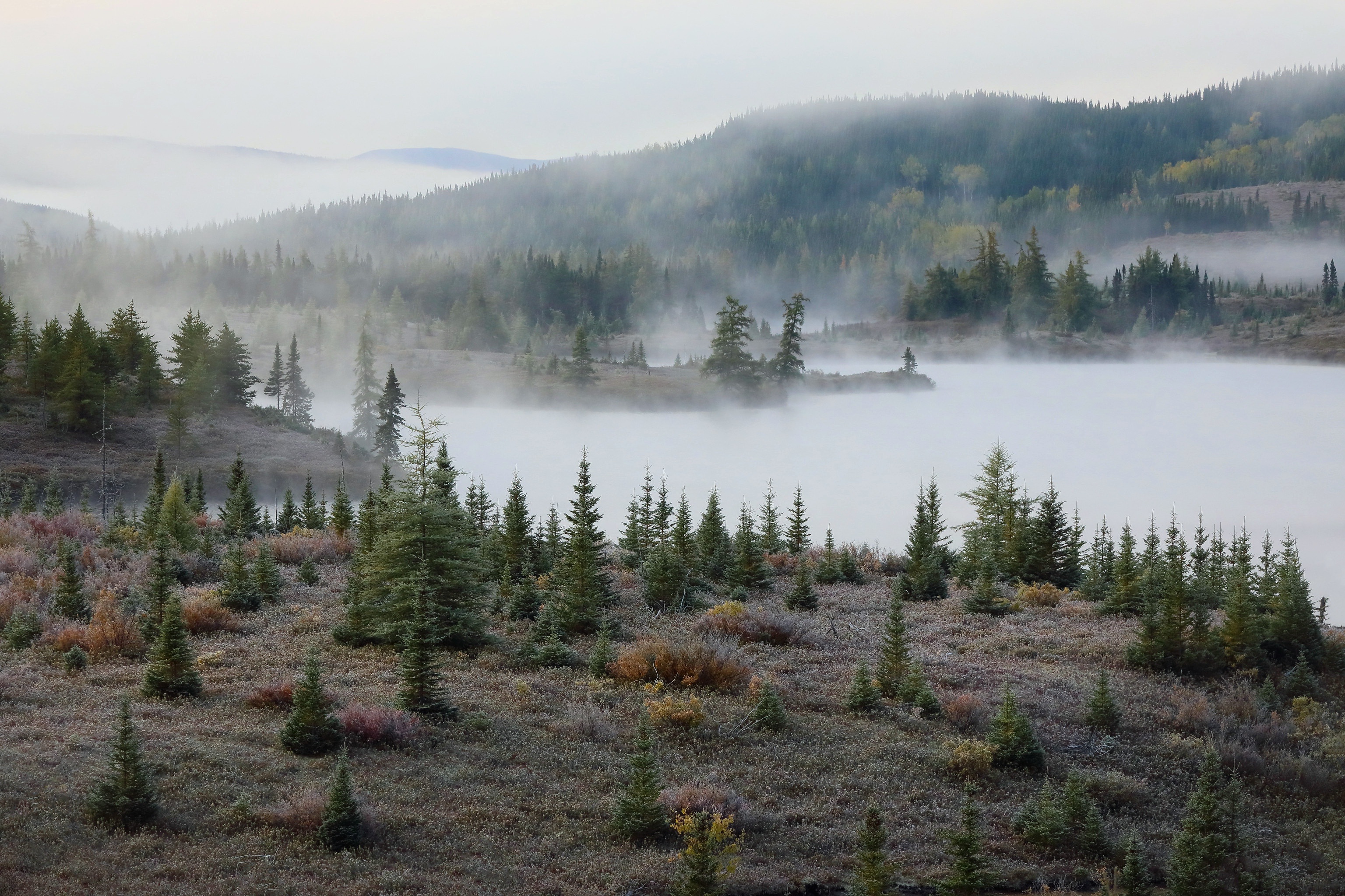 Обои природа, лес, туман, осень, елки, nature, forest, fog, autumn, tree разрешение 3072x2048 Загрузить