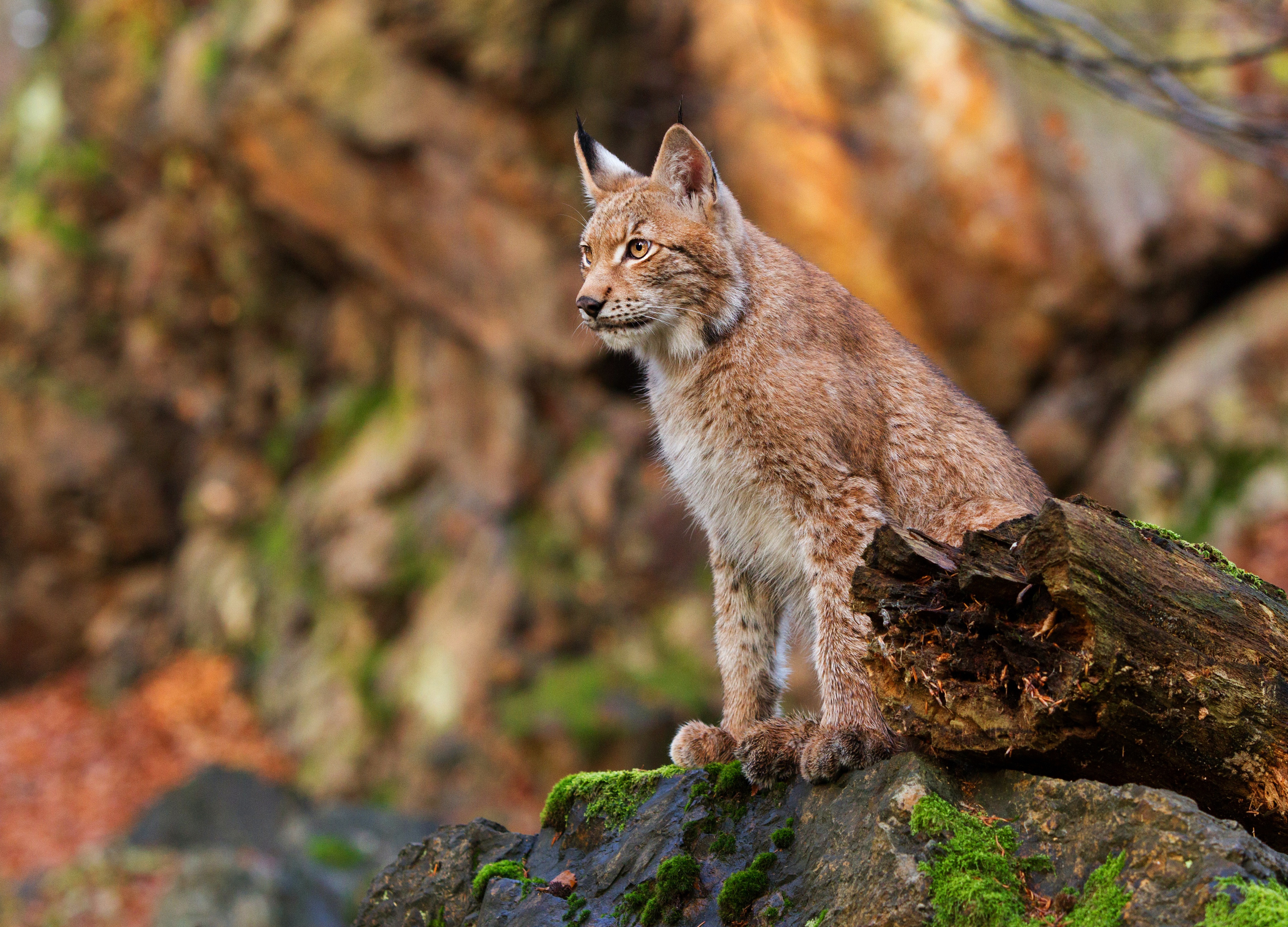 Обои рысь, осень, сидит, камень, бревно, боке, lynx, autumn, sitting, stone, log, bokeh разрешение 4628x3331 Загрузить