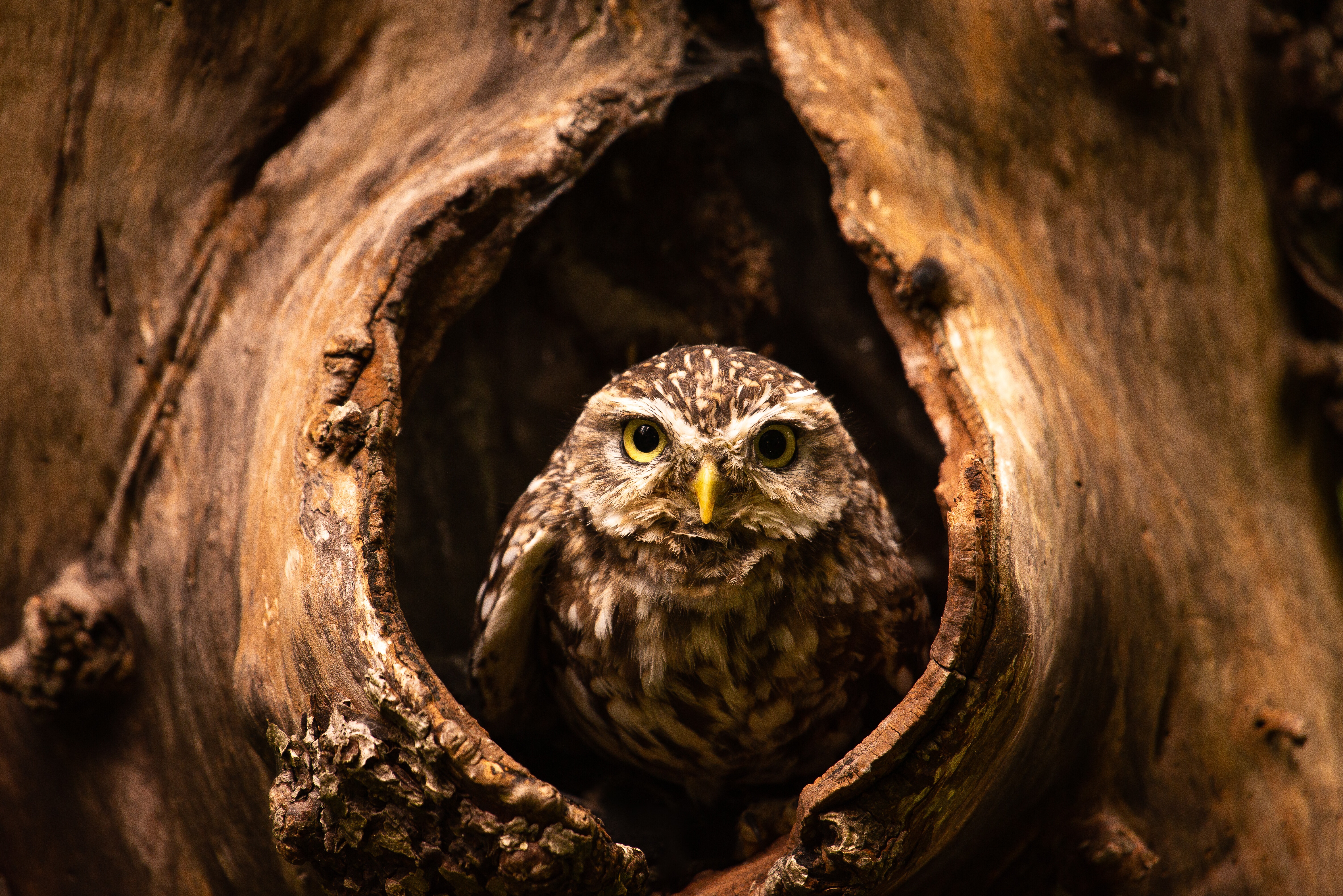 Обои сова, дерево, взгляд, птица, дупло, сыч, owl, tree, look, bird, the hollow разрешение 6016x4016 Загрузить