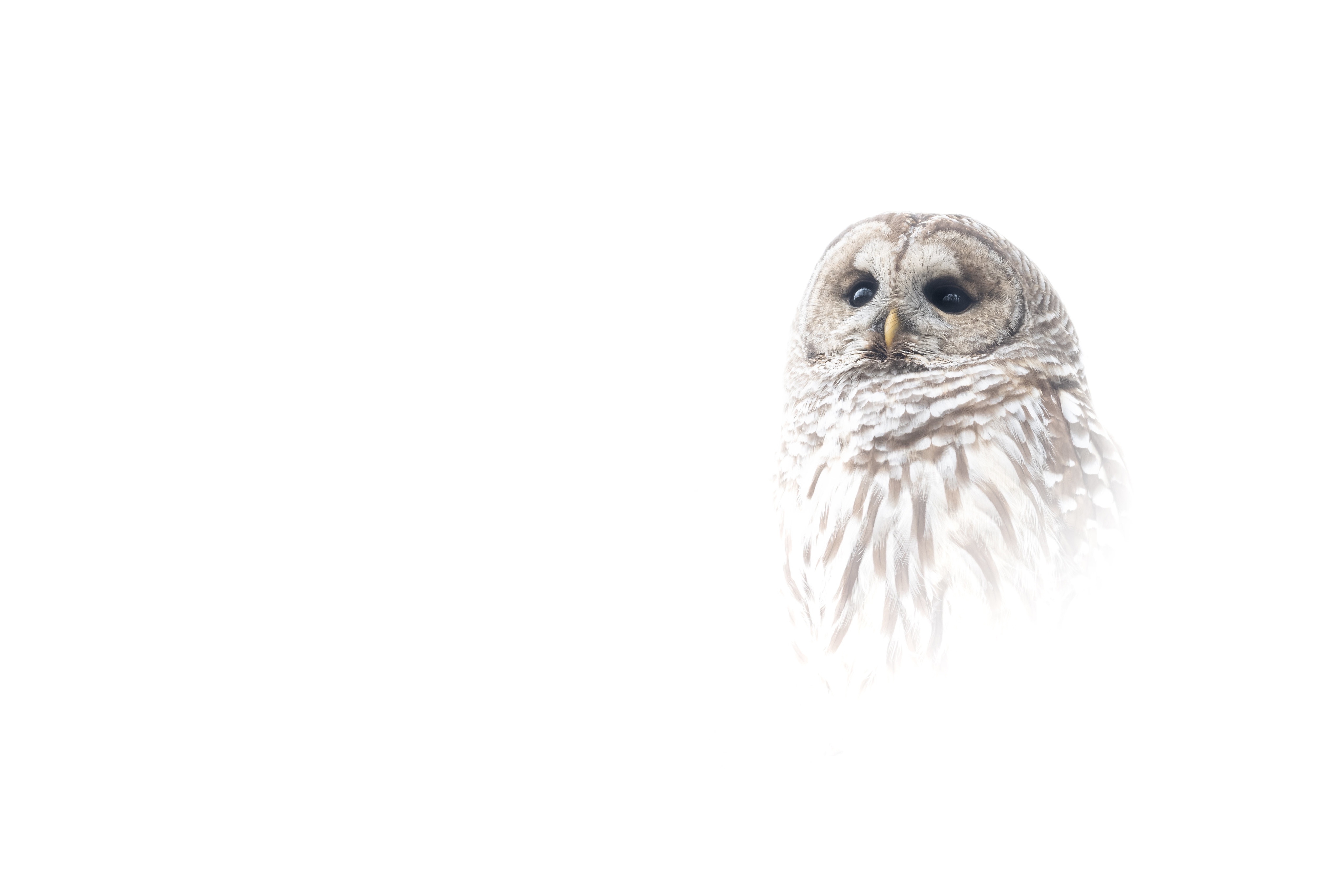 Обои сова, портрет, птица, белый фон, owl, portrait, bird, white background разрешение 4096x2730 Загрузить