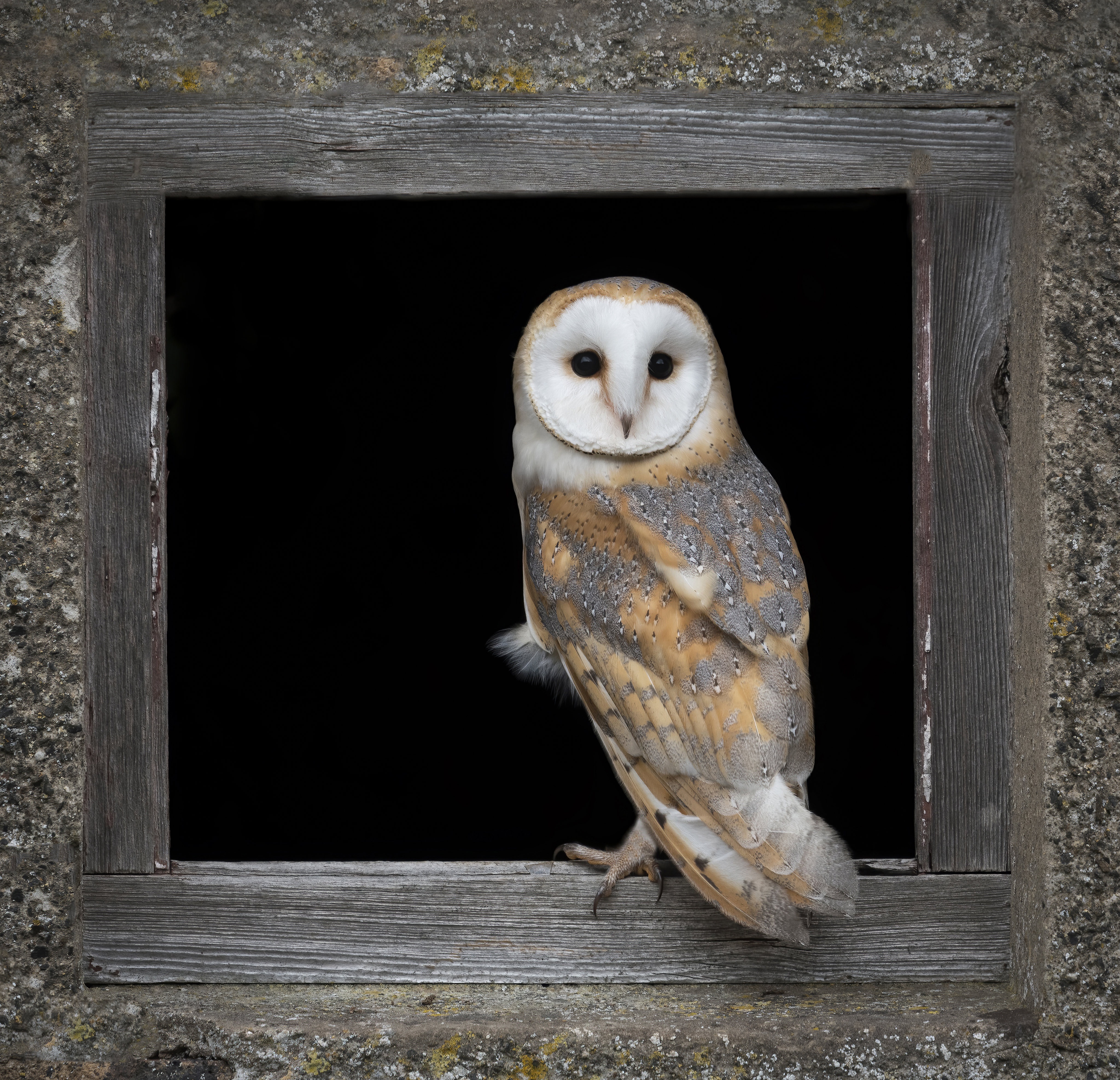 Обои сова, стена, доски, птица, черный фон, окно, отверстие, сипуха, owl, wall, board, bird, black background, window, hole, the barn owl разрешение 4096x3950 Загрузить