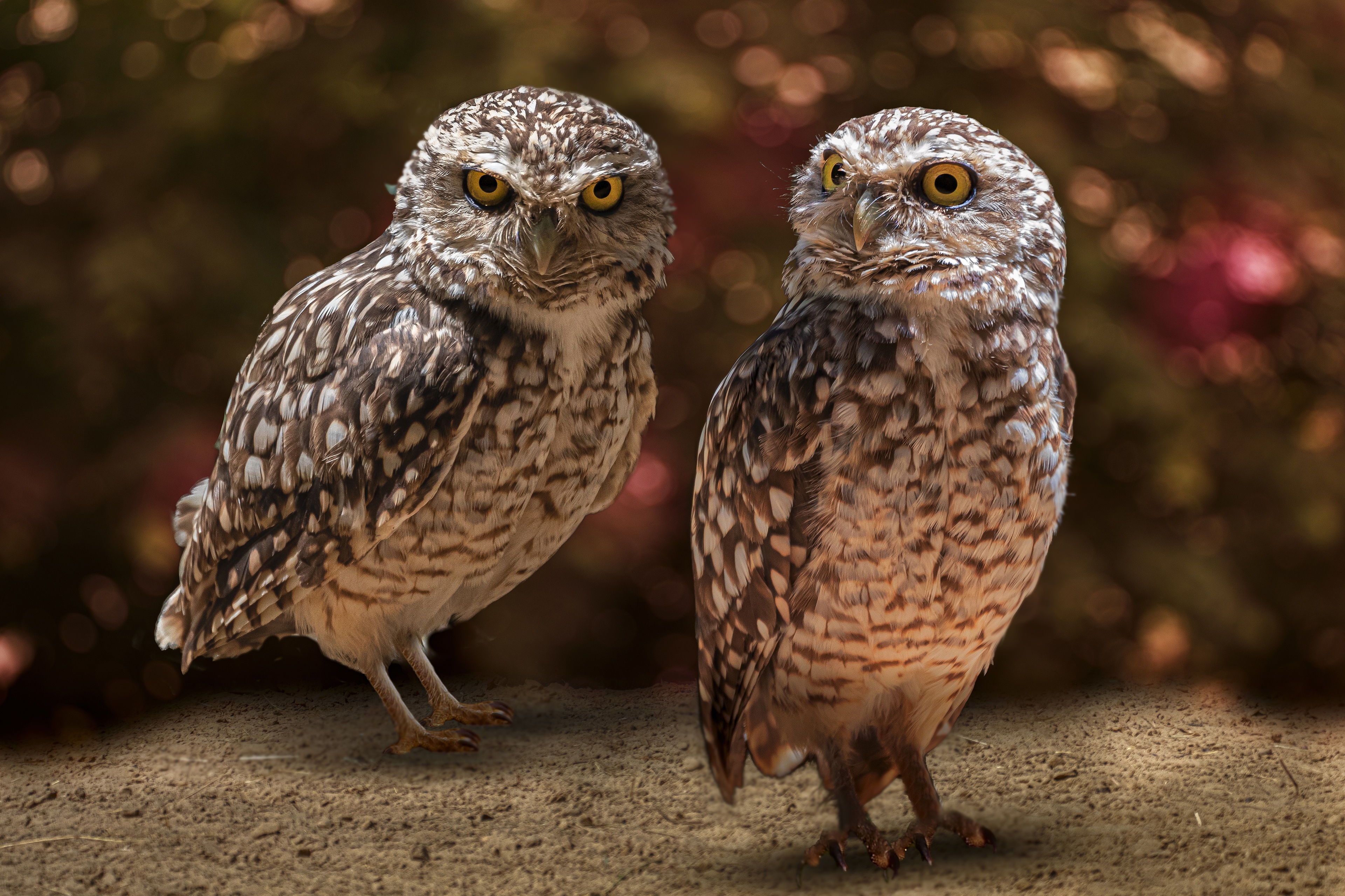 Обои сова, взгляд, птицы, боке, совы, сыч, сычи, owl, look, birds, bokeh, owls разрешение 3840x2560 Загрузить