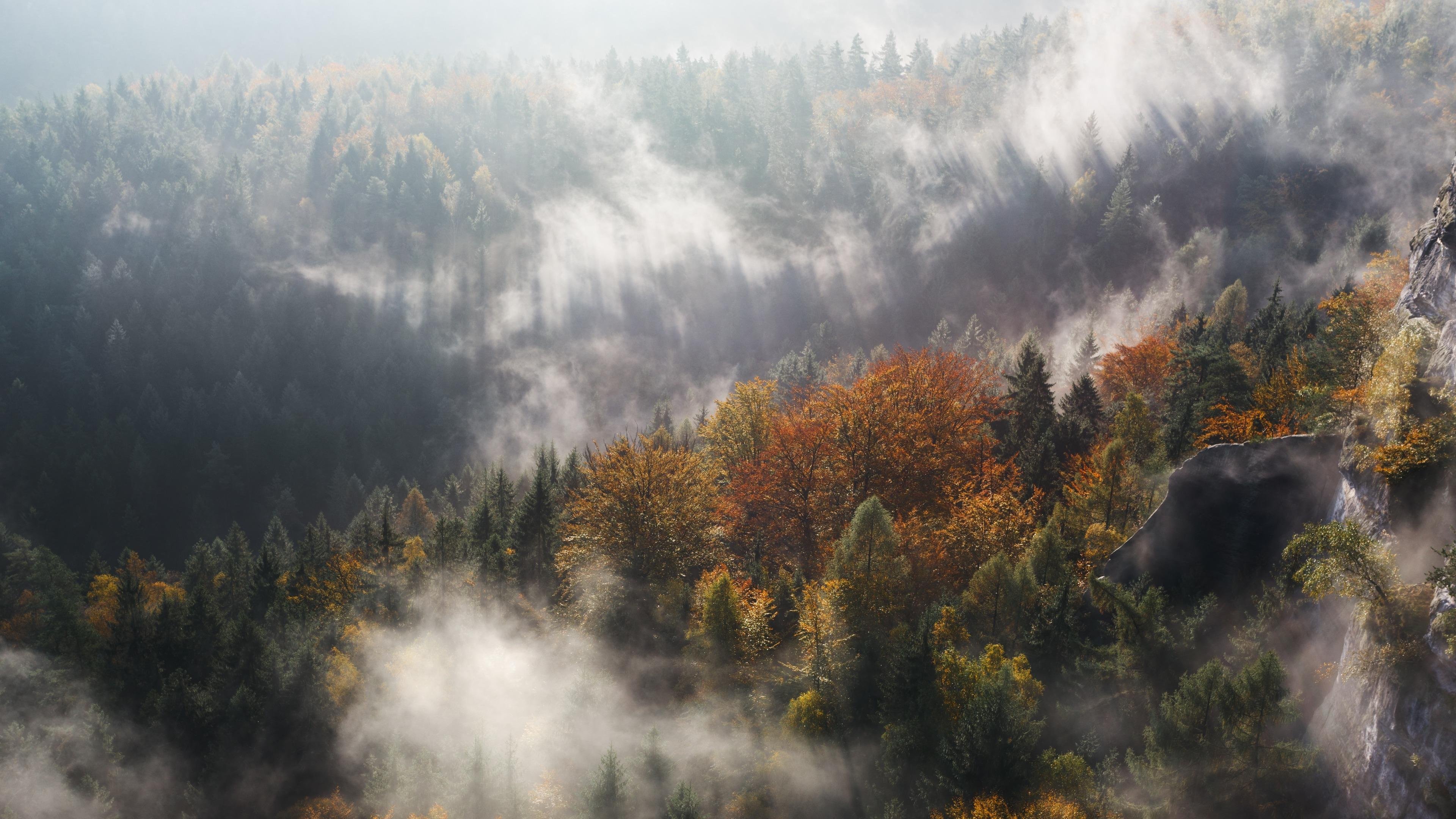 Обои свет, деревья, природа, лес, туман, осень, light, trees, nature, forest, fog, autumn разрешение 3840x2160 Загрузить