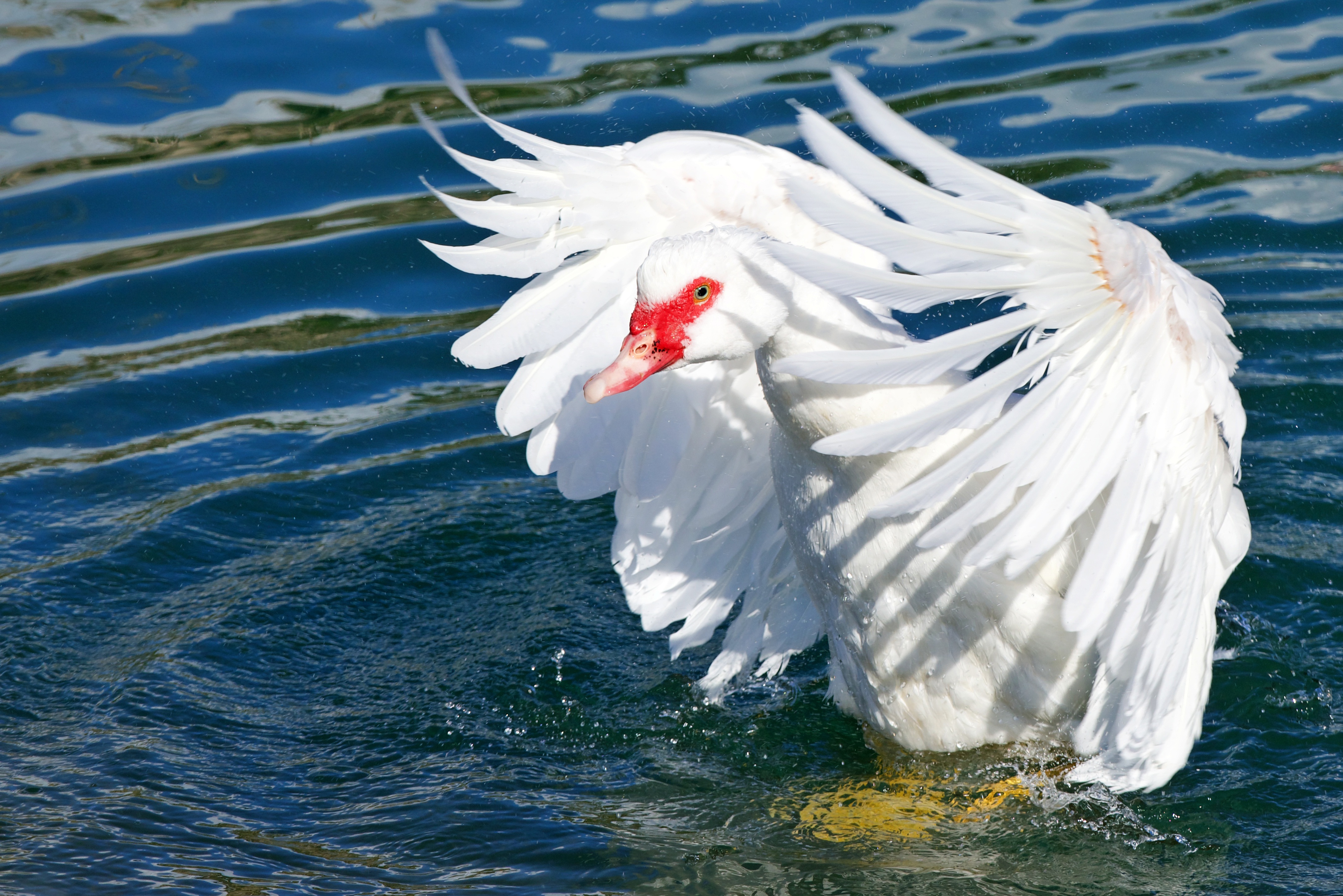 Обои свет, вода, водоем, птица, перья, гусь, взмах крыльев, light, water, pond, bird, feathers, goose, flap разрешение 4267x2847 Загрузить