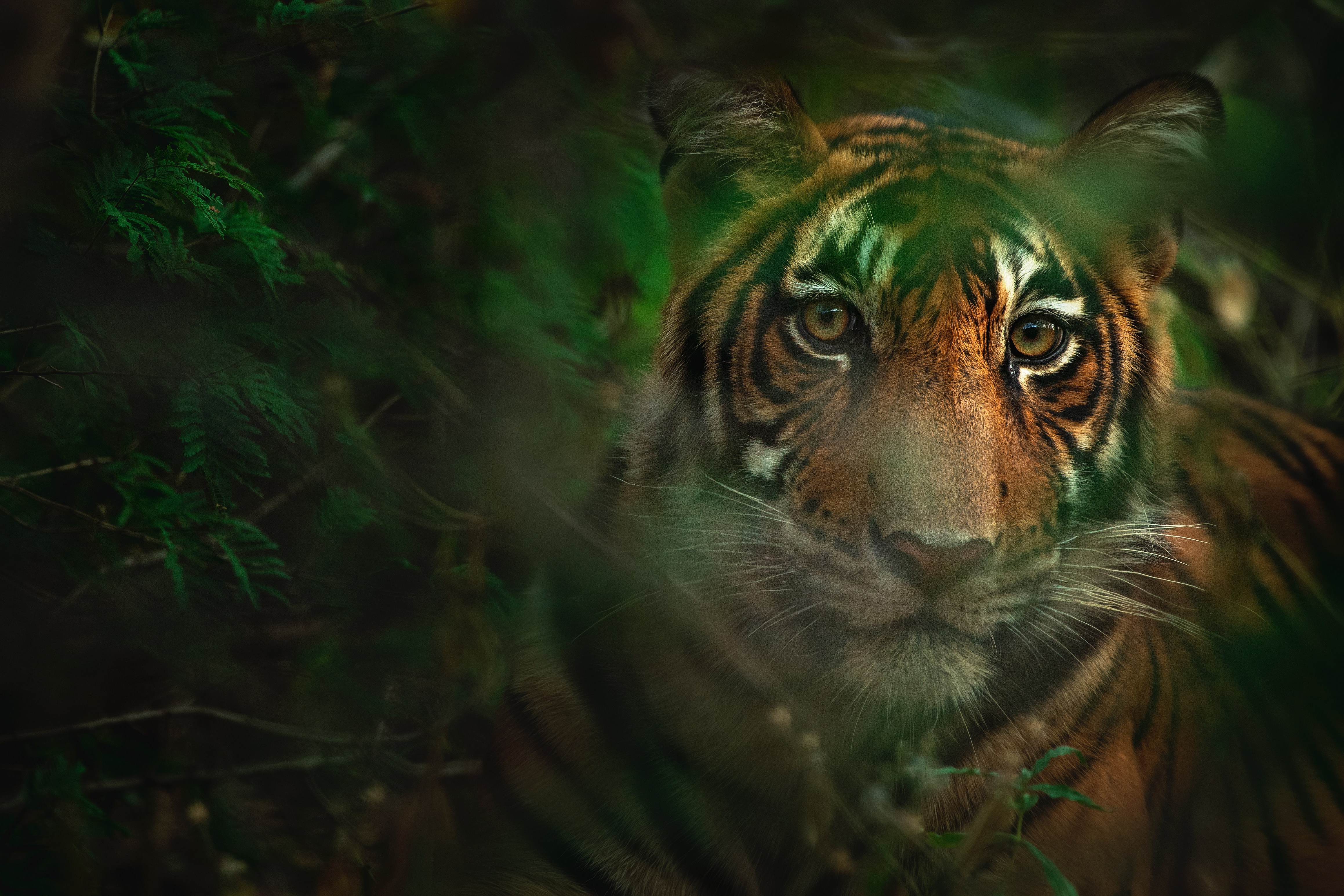 Обои тигр, морда, листья, взгляд, боке, tiger, face, leaves, look, bokeh разрешение 4636x3091 Загрузить