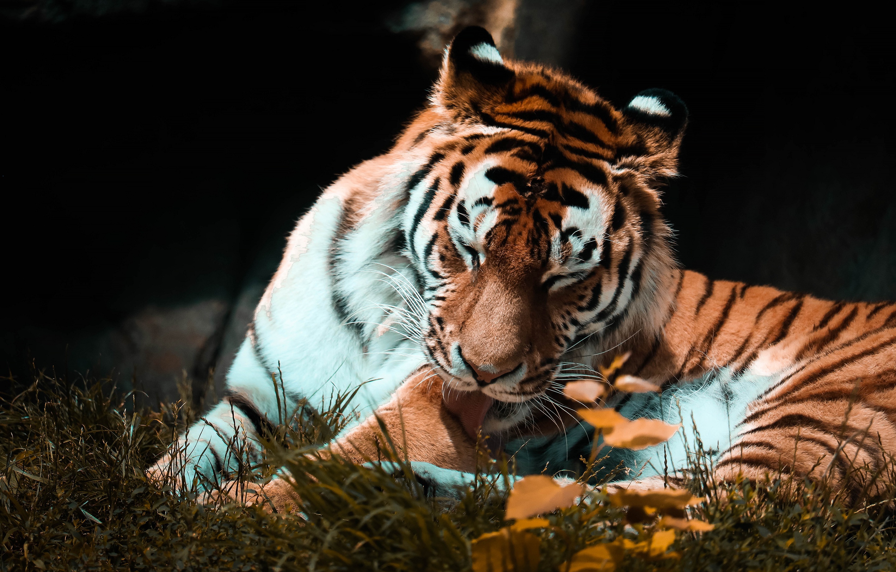 Обои тигр, поза, осень, темный фон, язык, tiger, pose, autumn, the dark background, language разрешение 2880x1839 Загрузить