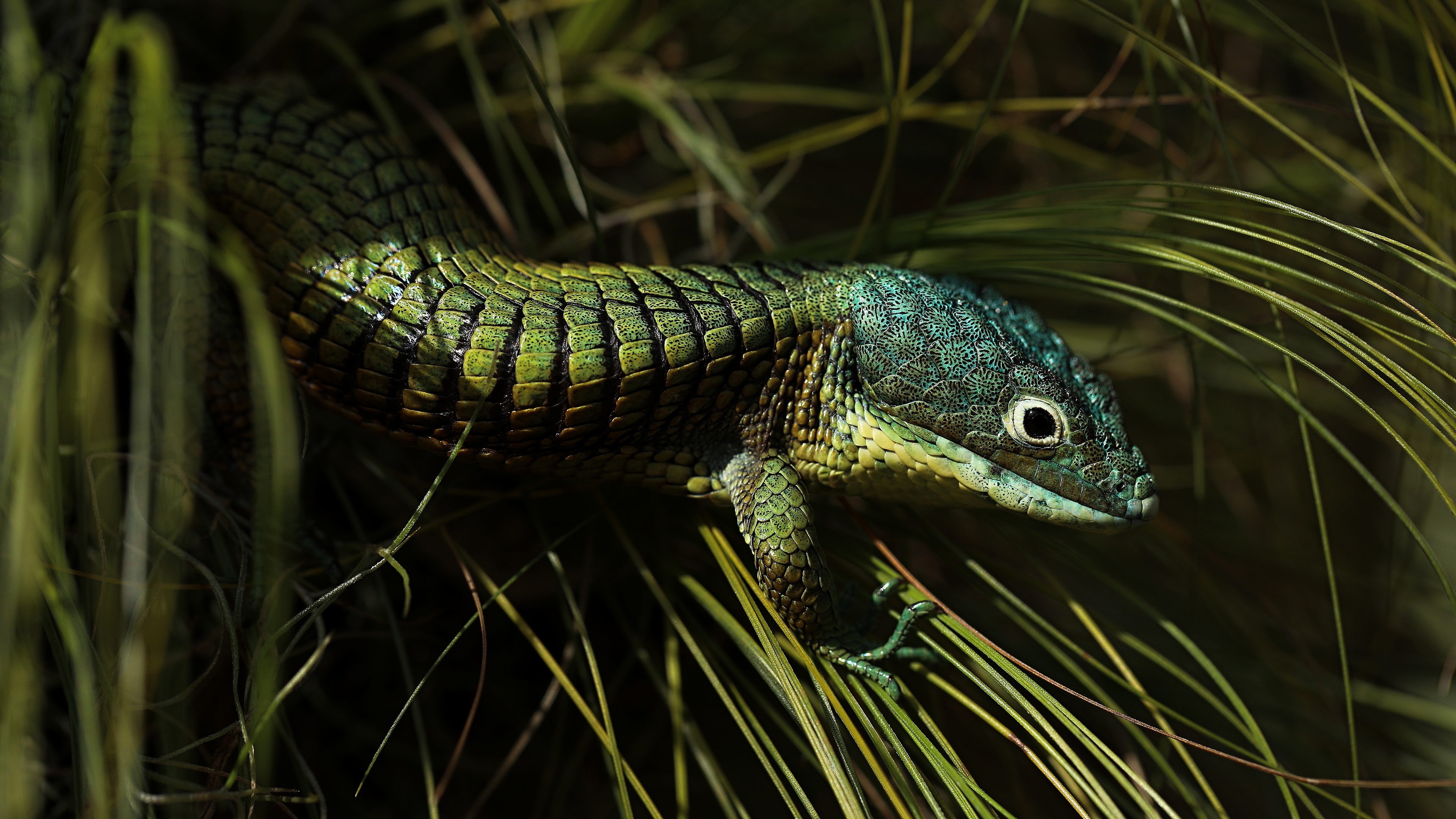 Обои трава, ящерица, темный фон, зеленая, рептилия, grass, lizard, the dark background, green, reptile разрешение 3840x2160 Загрузить