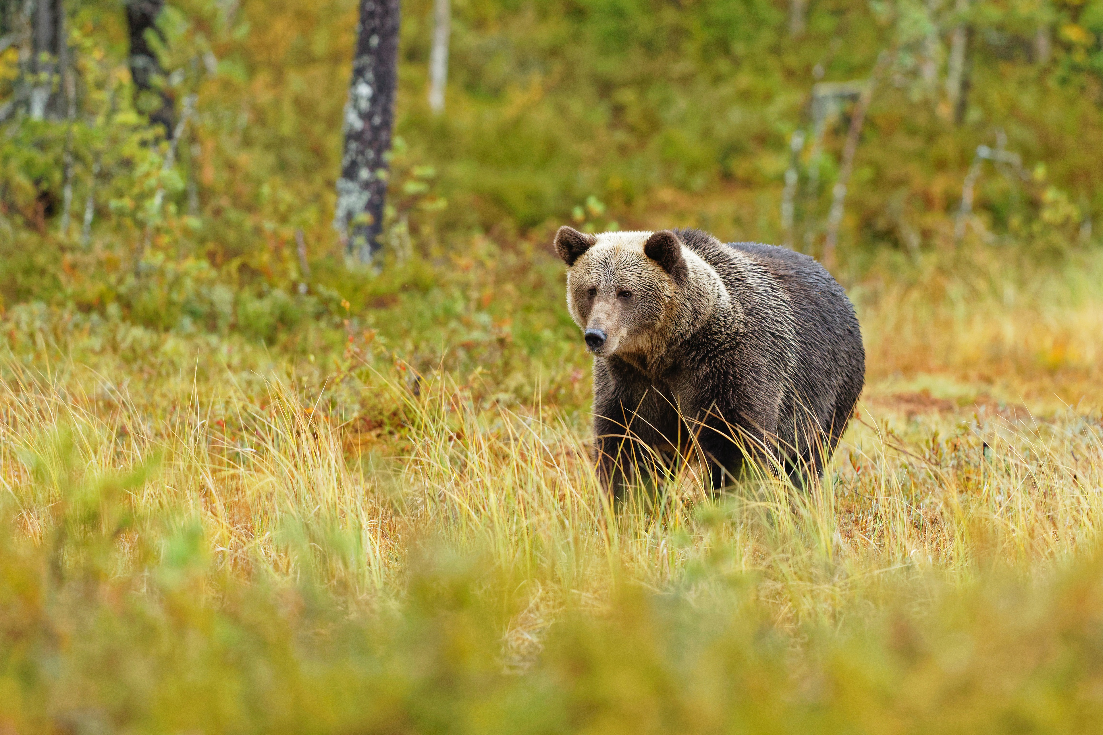 Обои трава, лес, медведь, поляна, прогулка, grass, forest, bear, glade, walk разрешение 3840x2560 Загрузить