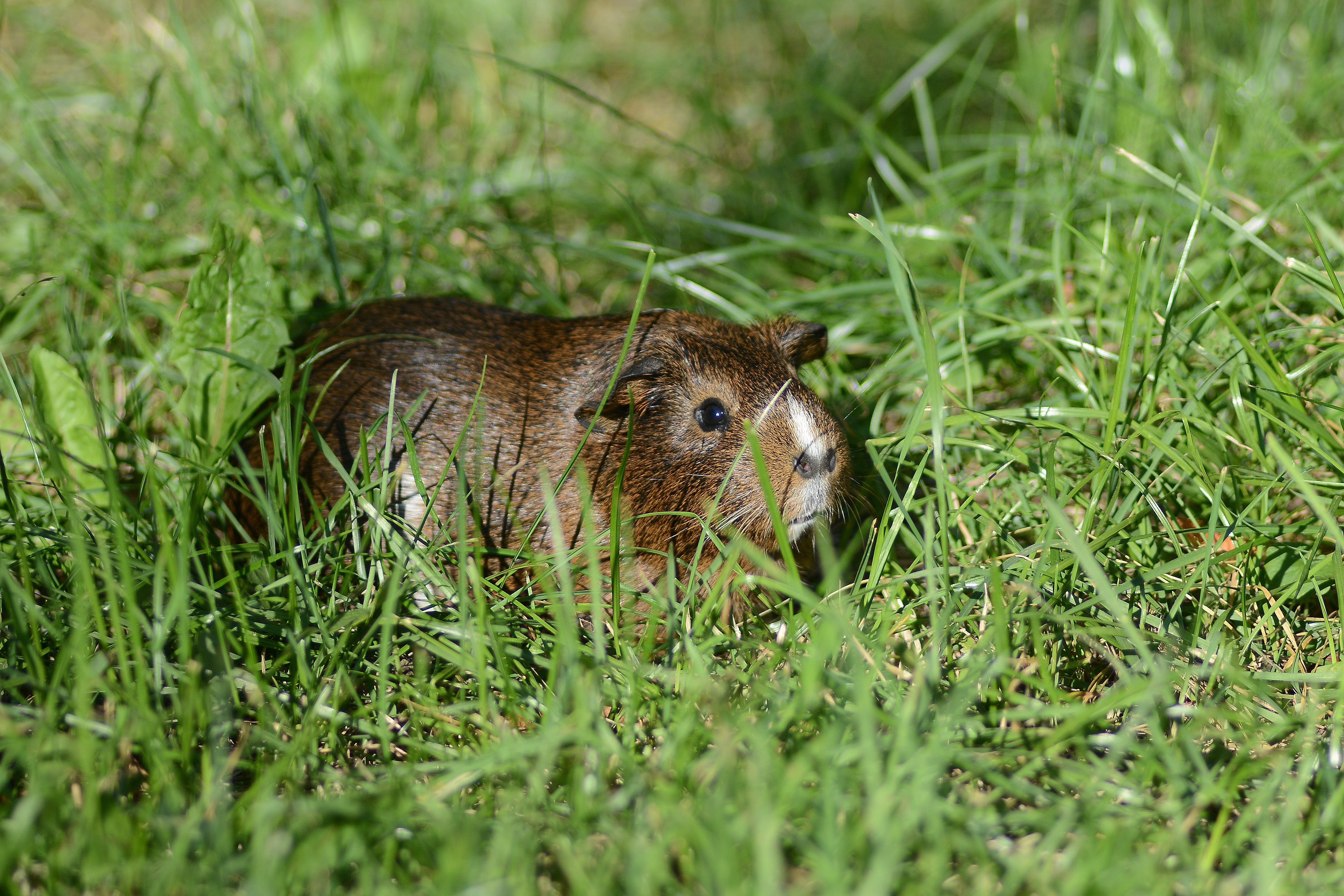 Обои трава, лето, грызун, морская свинка, grass, summer, rodent, guinea pig разрешение 4776x3184 Загрузить