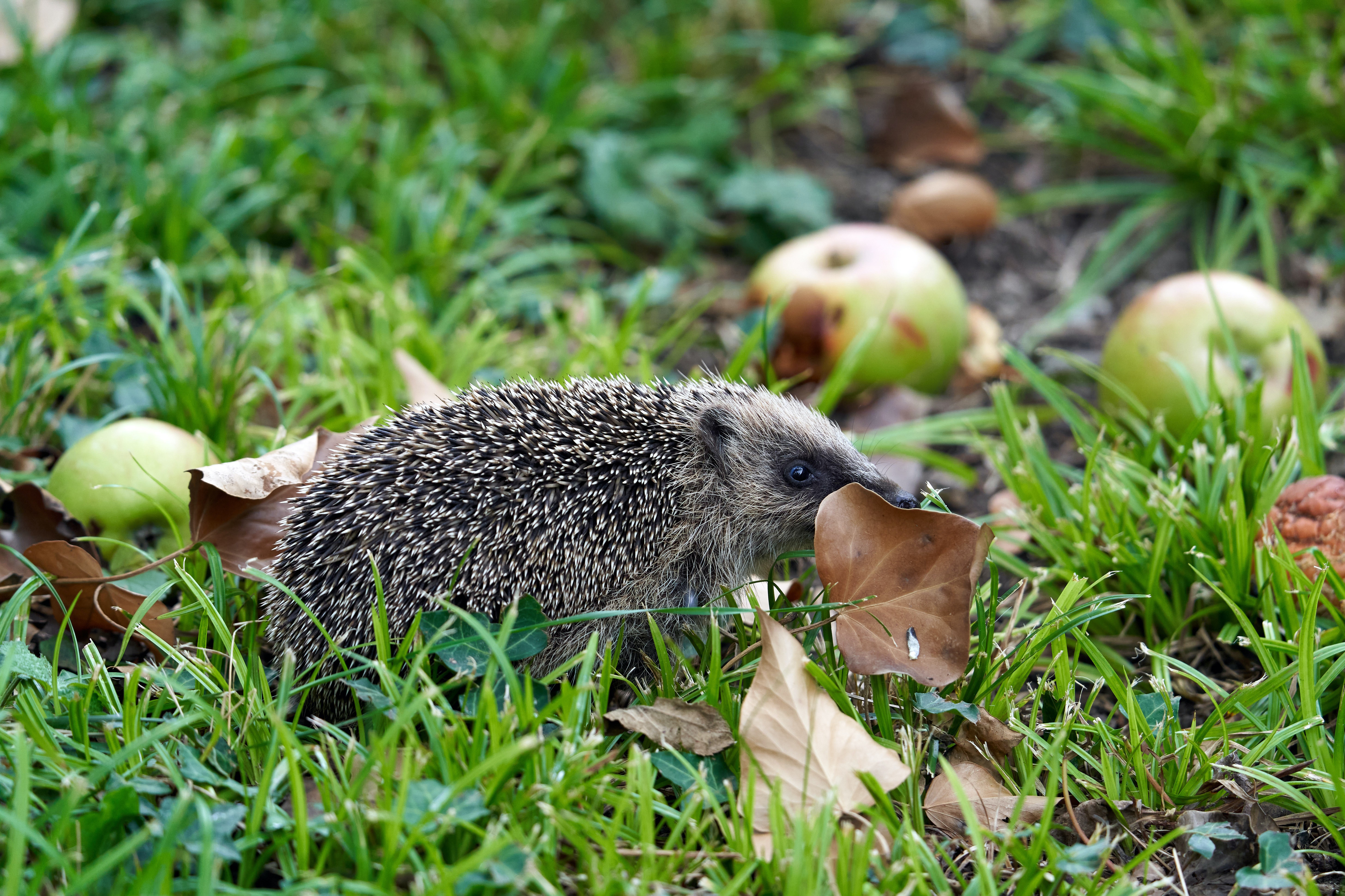 Обои трава, листья, яблоки, осень, ежик, еж, grass, leaves, apples, autumn, hedgehog разрешение 5827x3884 Загрузить