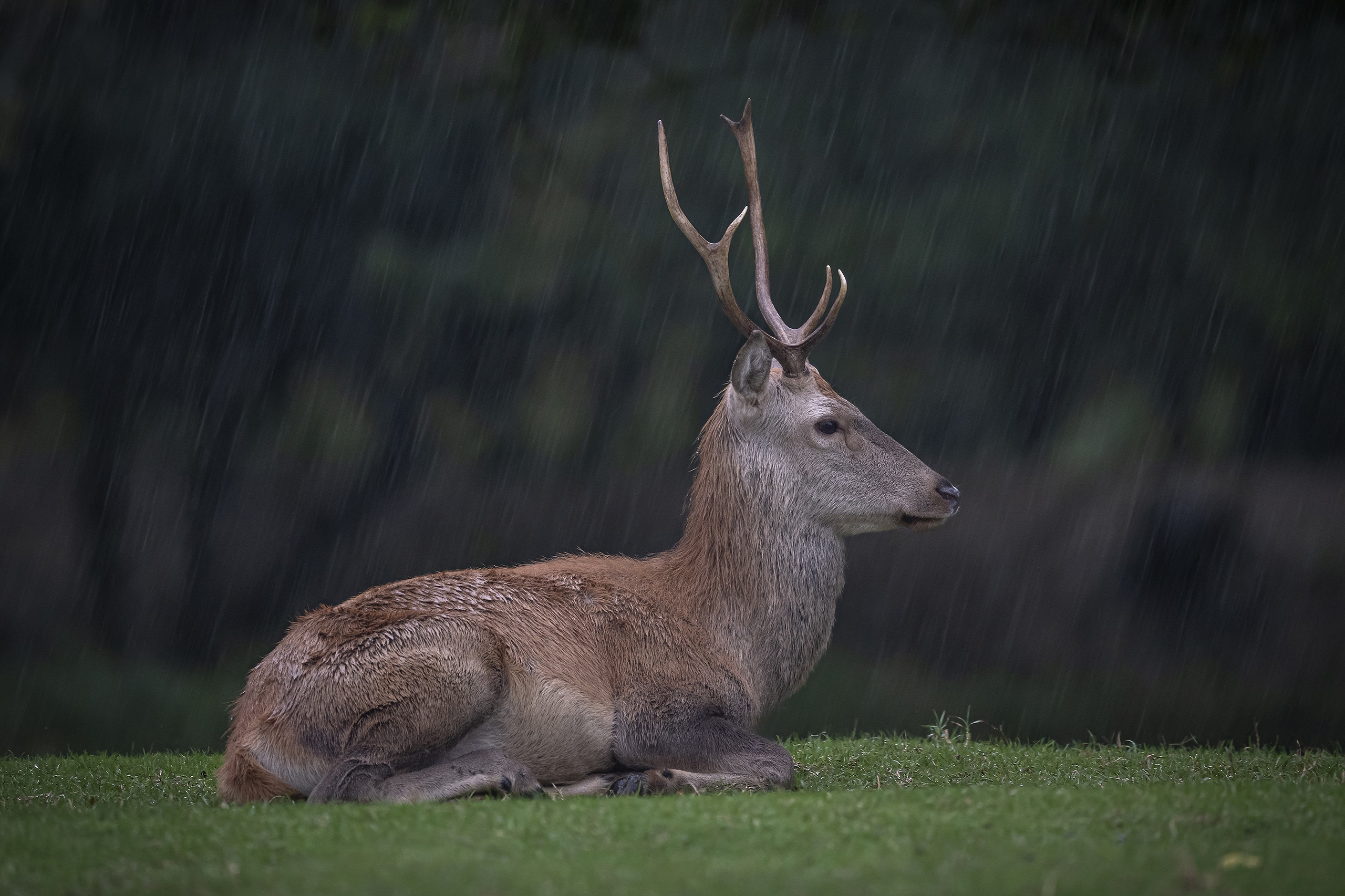 Обои трава, олень, лежит, поляна, профиль, дождь, ливень, grass, deer, lies, glade, profile, rain, the shower разрешение 2560x1706 Загрузить