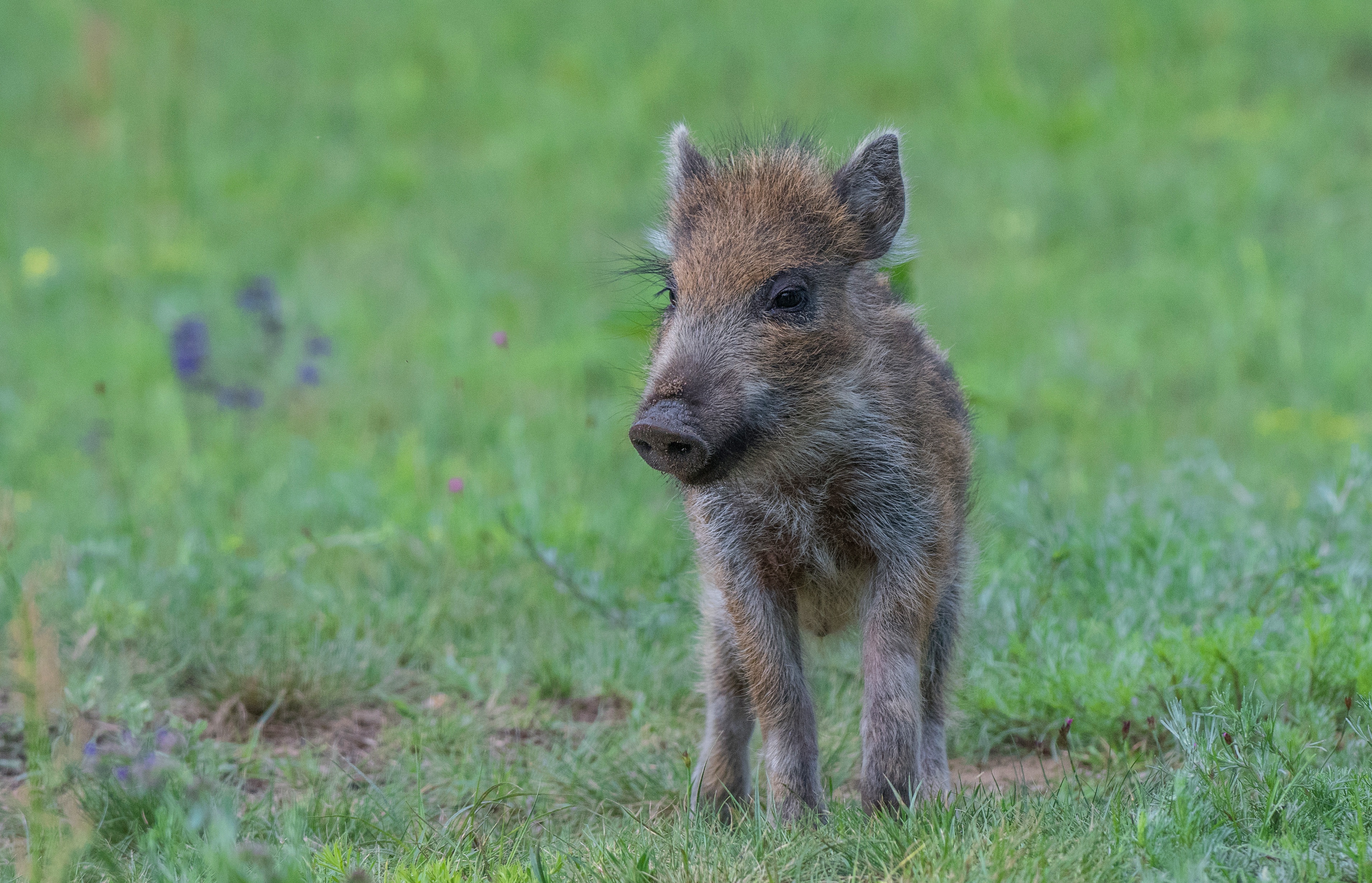 Обои трава, поляна, малыш, кабан, детеныш, поросенок, кабанчик, grass, glade, baby, boar, cub, pig, hog разрешение 3821x2459 Загрузить