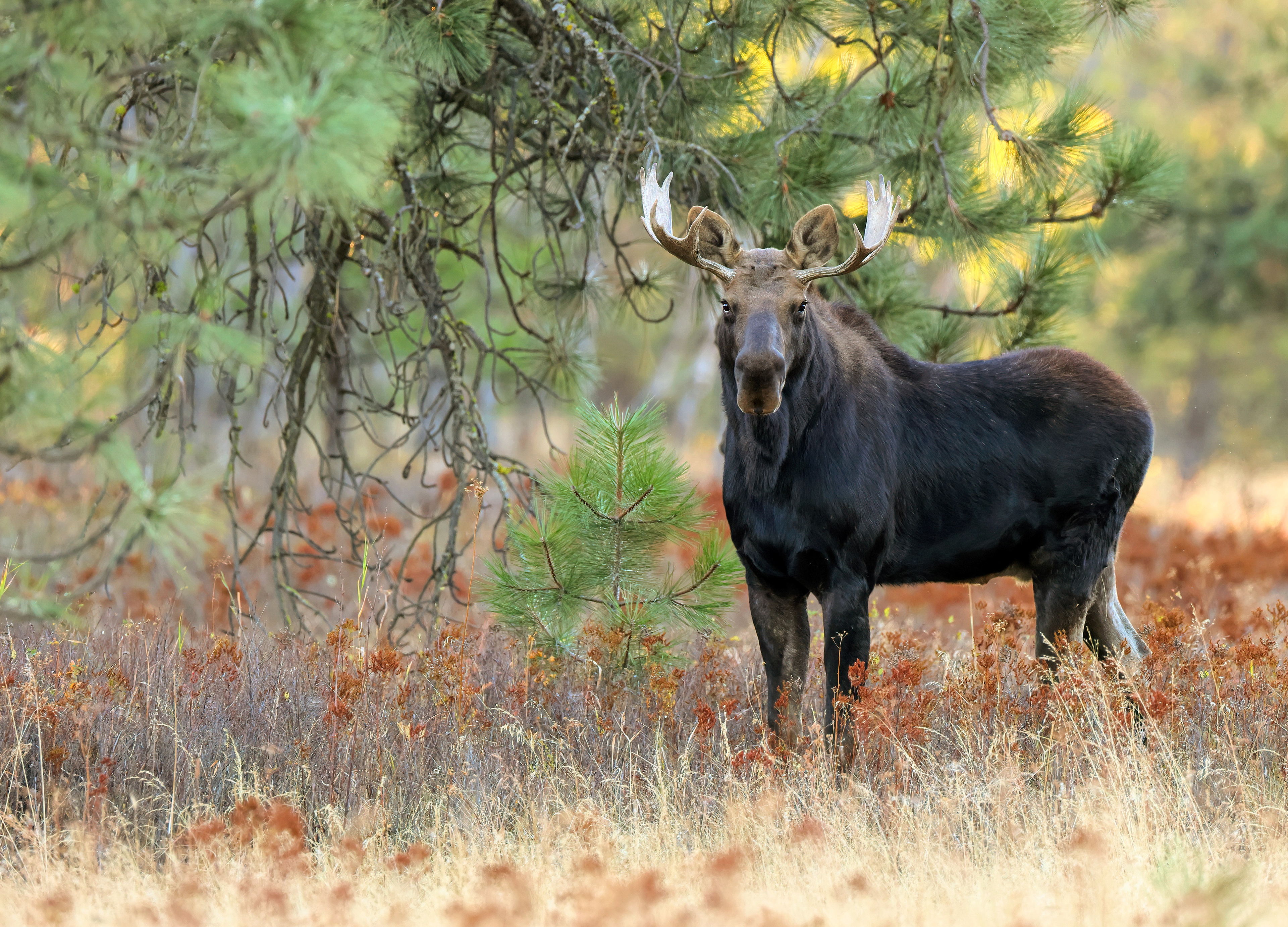 Обои трава, природа, дерево, хвоя, ветки, взгляд, сосна, лось, grass, nature, tree, needles, branches, look, pine, moose разрешение 3840x2763 Загрузить