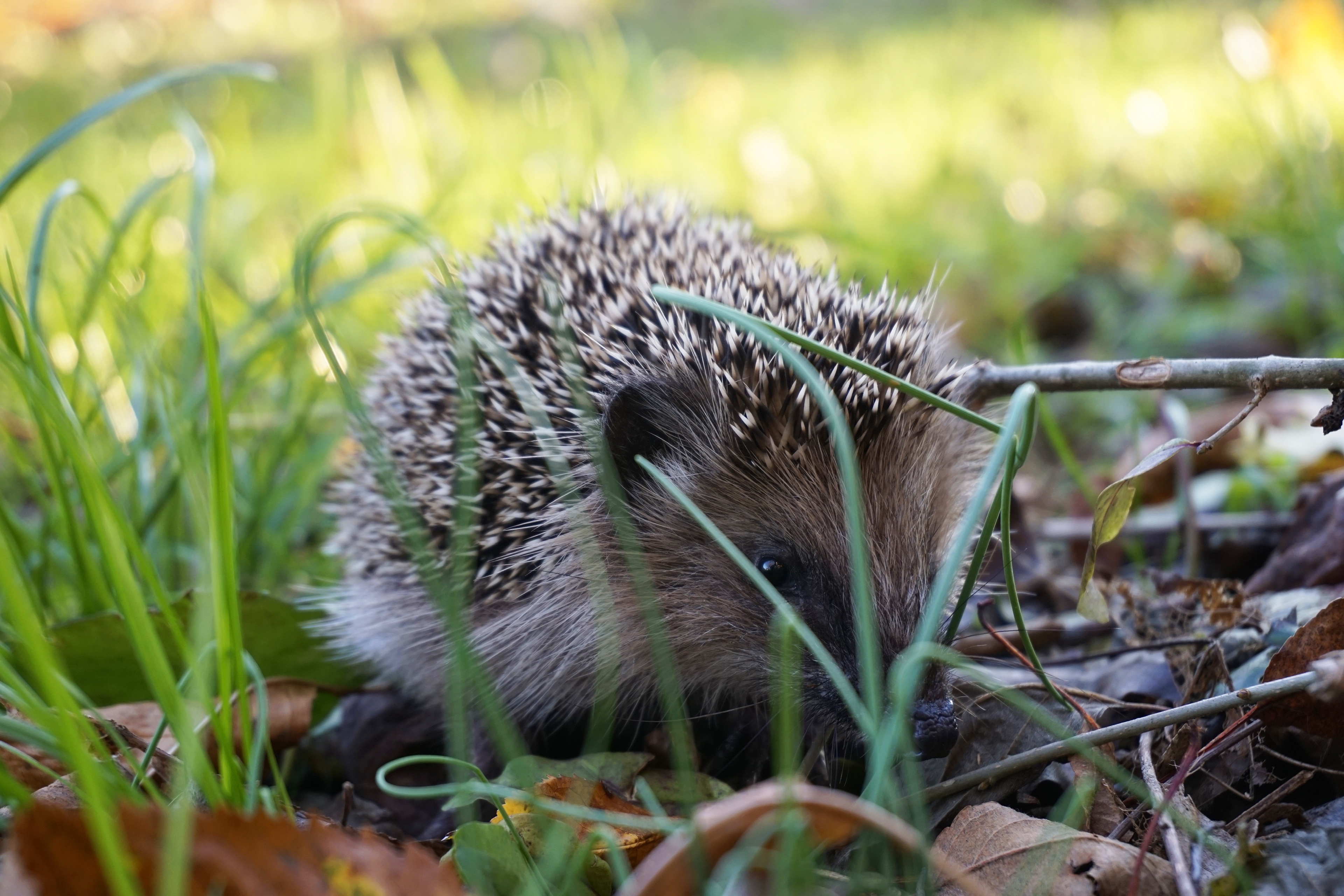 Обои трава, природа, ежик, еж, grass, nature, hedgehog разрешение 3840x2560 Загрузить