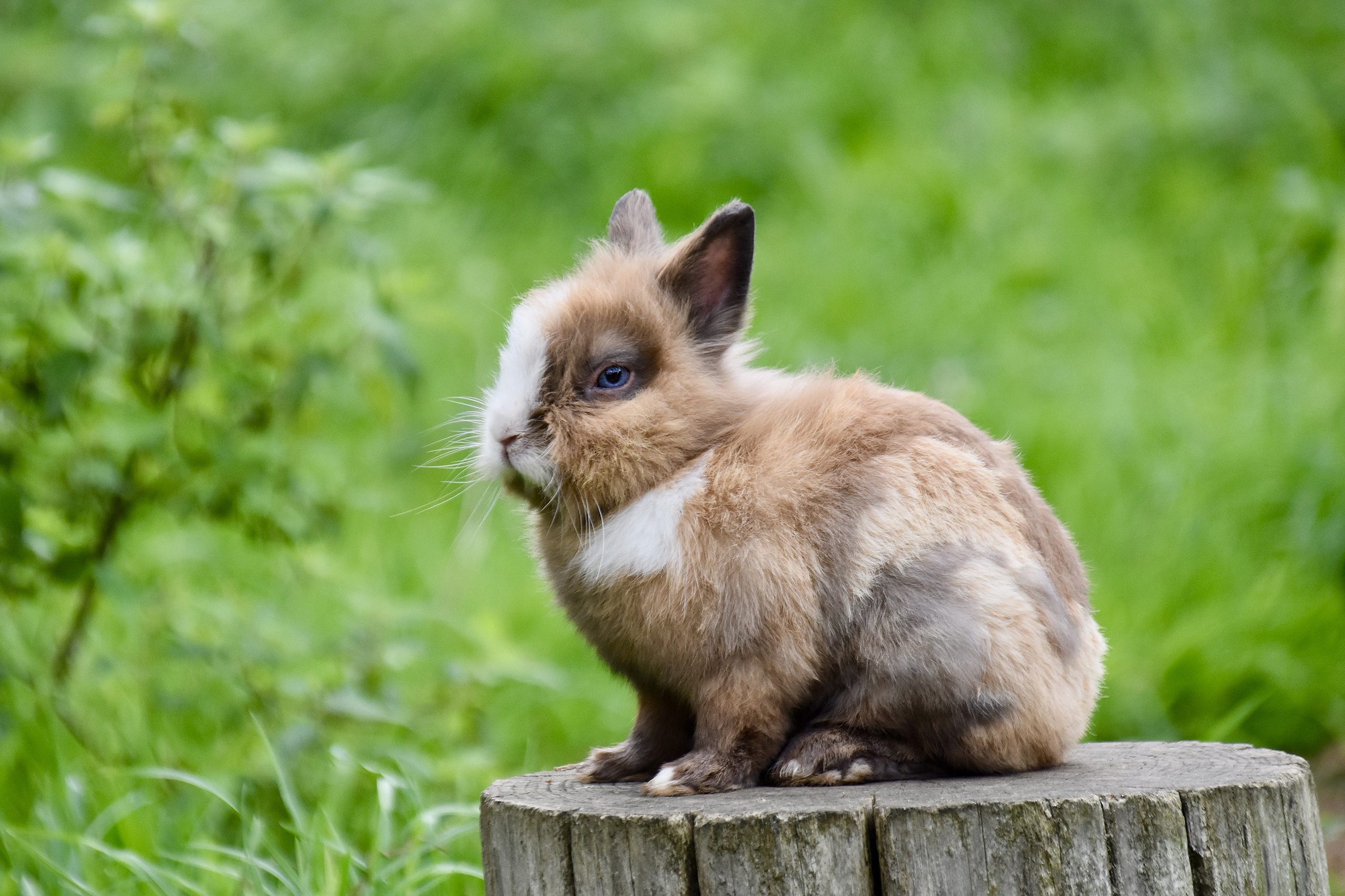 Обои трава, природа, кролик, пень, заяц, пятнистый, grass, nature, rabbit, stump, hare, spotted разрешение 2560x1706 Загрузить