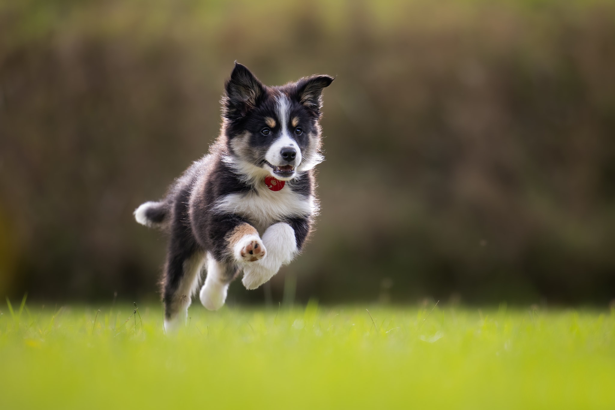 Обои трава, собака, щенок, прогулка, бег, боке, бордер-колли, grass, dog, puppy, walk, running, bokeh, the border collie разрешение 2048x1366 Загрузить