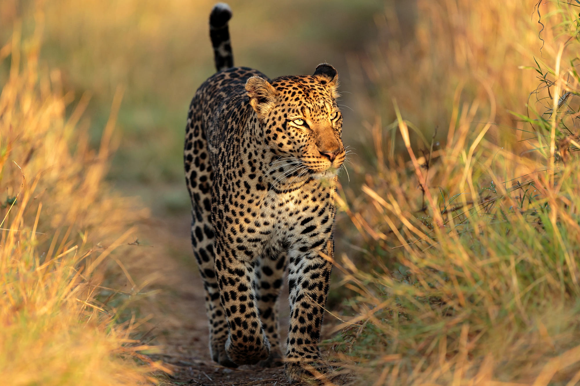 Обои трава, тропинка, леопард, прогулка, grass, path, leopard, walk разрешение 2000x1333 Загрузить
