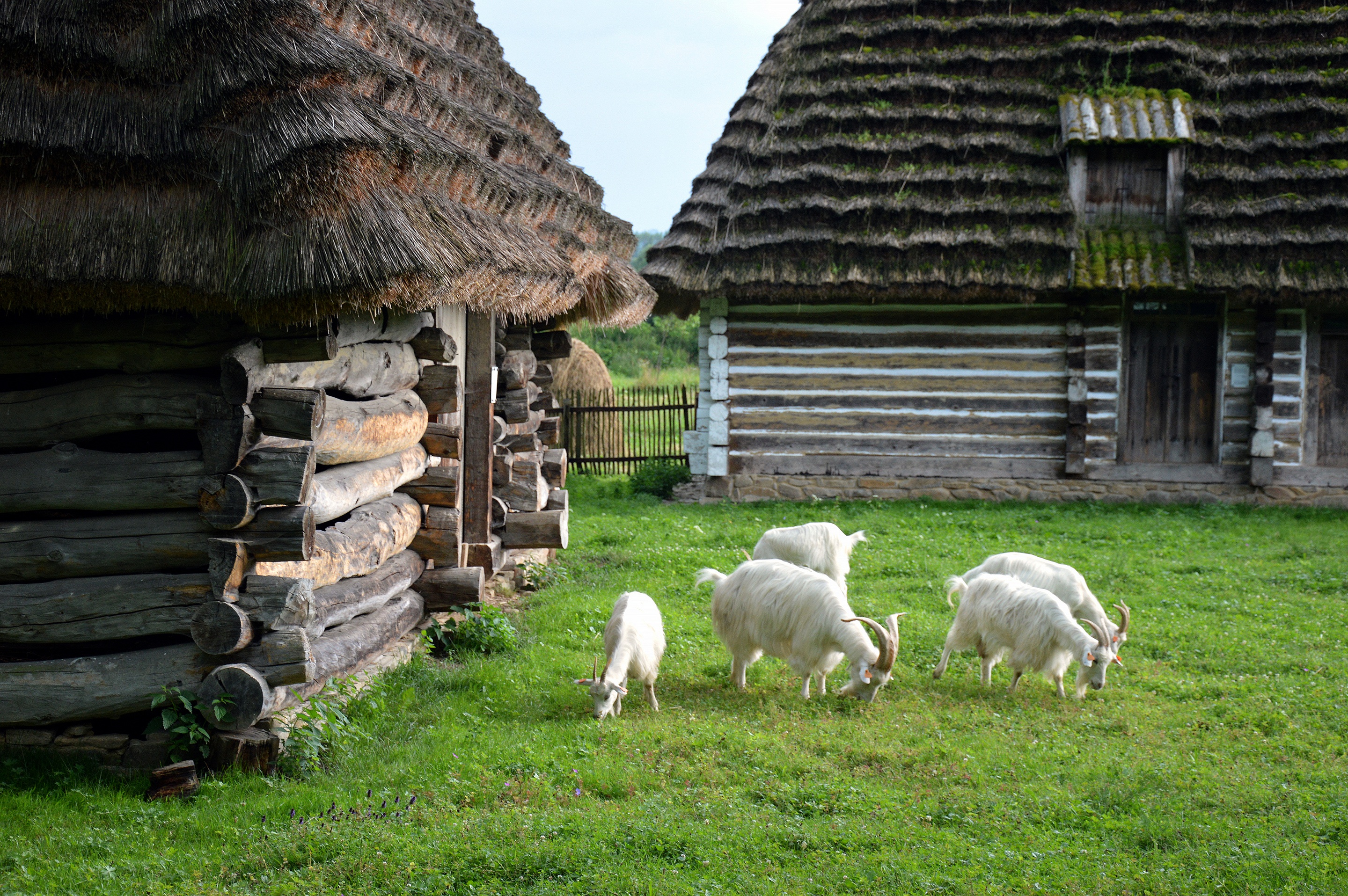 Обои зелень, лето, домики, коза, лужайка, крыши, козел, greens, summer, houses, goat, lawn, roof разрешение 2880x1915 Загрузить