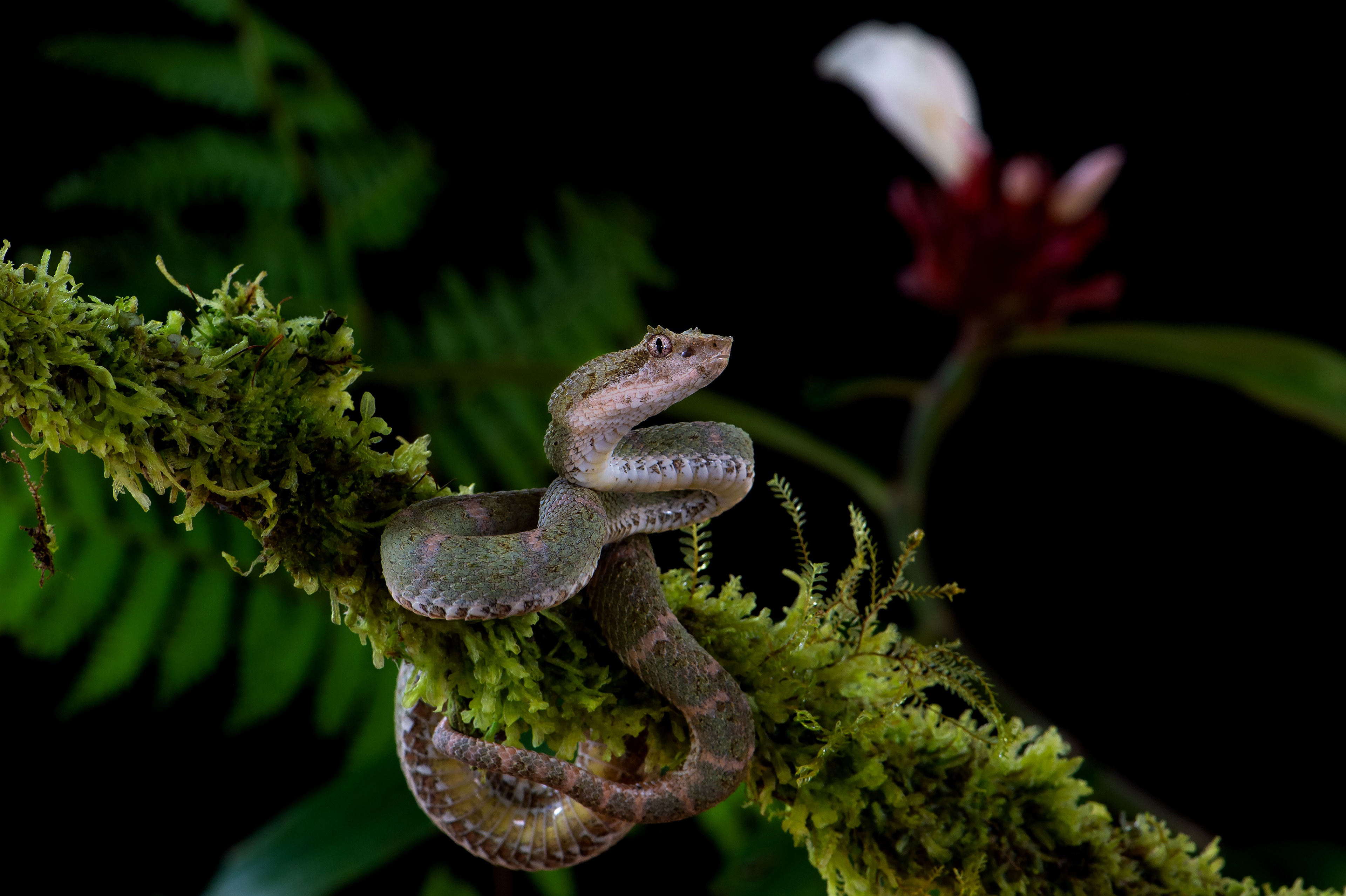 Обои ветка, цветок, змея, мох, черный фон, серая, branch, flower, snake, moss, black background, grey разрешение 3840x2556 Загрузить