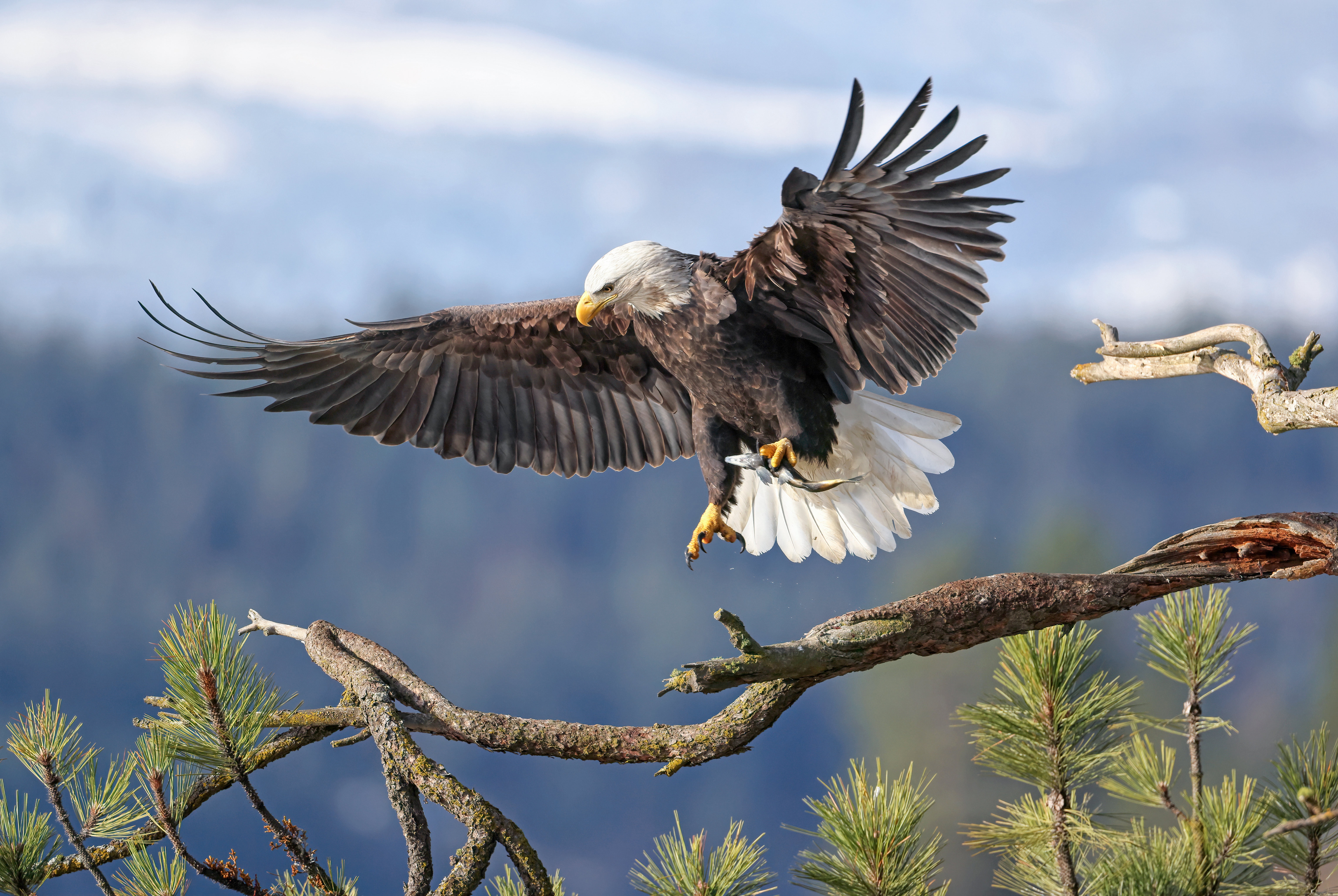 Обои ветка, фон, крылья, птица, белоголовый орлан, branch, background, wings, bird, bald eagle разрешение 6144x4117 Загрузить