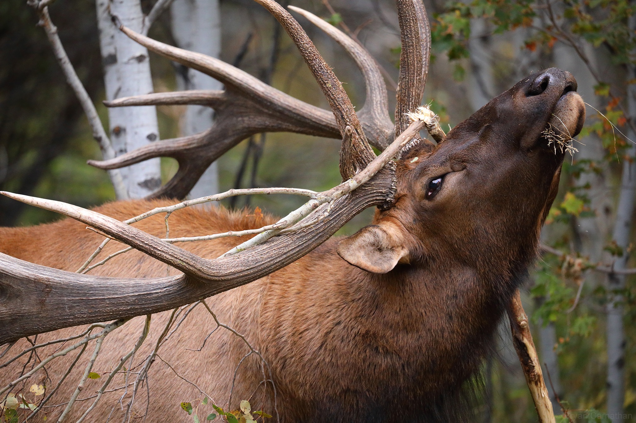 Обои ветка, олень, рога, вапити, branch, deer, horns, wapiti разрешение 2048x1365 Загрузить