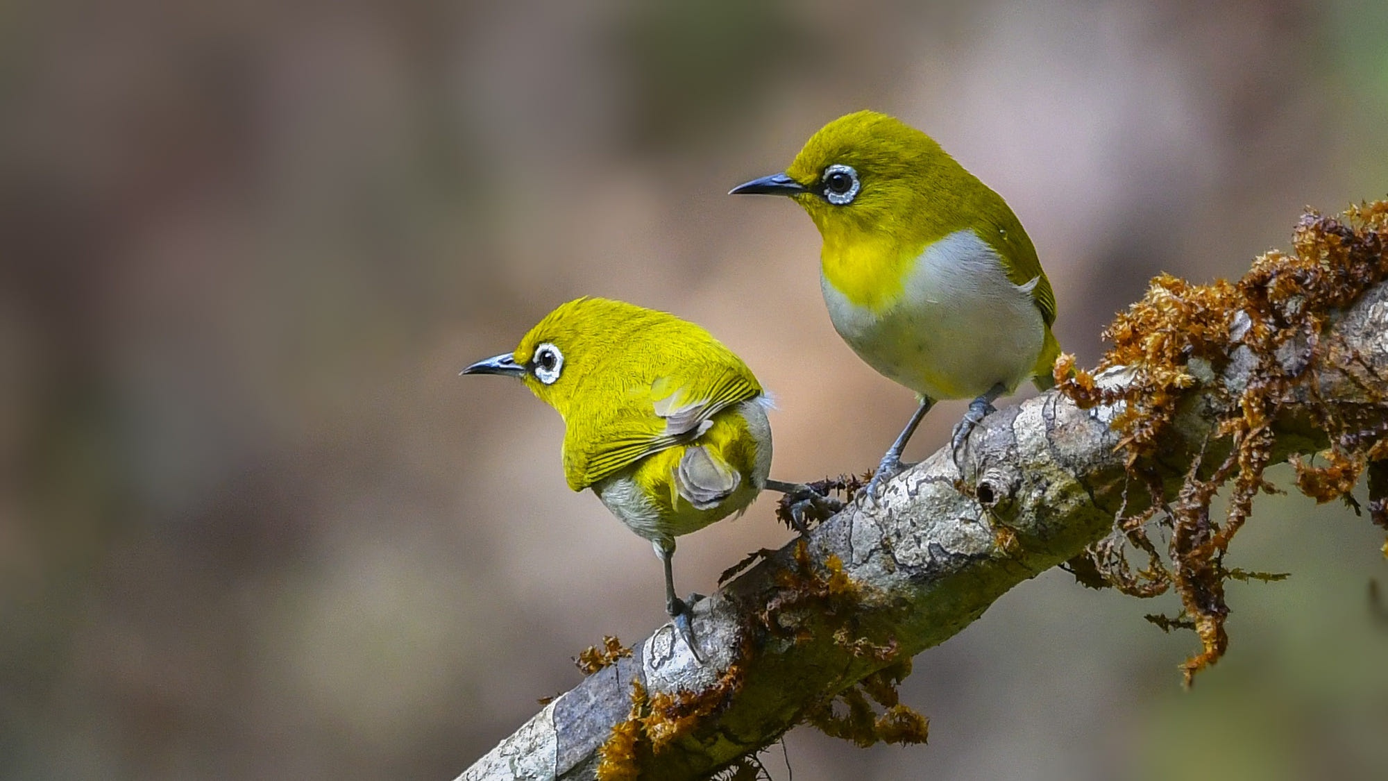 Обои ветка, природа, пара, птички, белоглазка, белый глаз, branch, nature, pair, birds, white-eyed, white eye разрешение 2000x1125 Загрузить