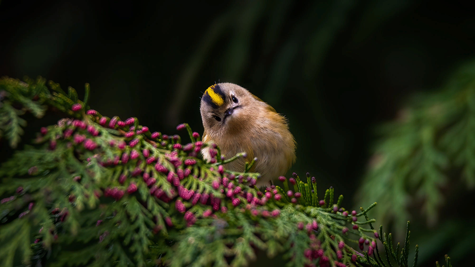 Обои ветка, природа, птичка, королёк, branch, nature, bird, goldcrest разрешение 2000x1125 Загрузить