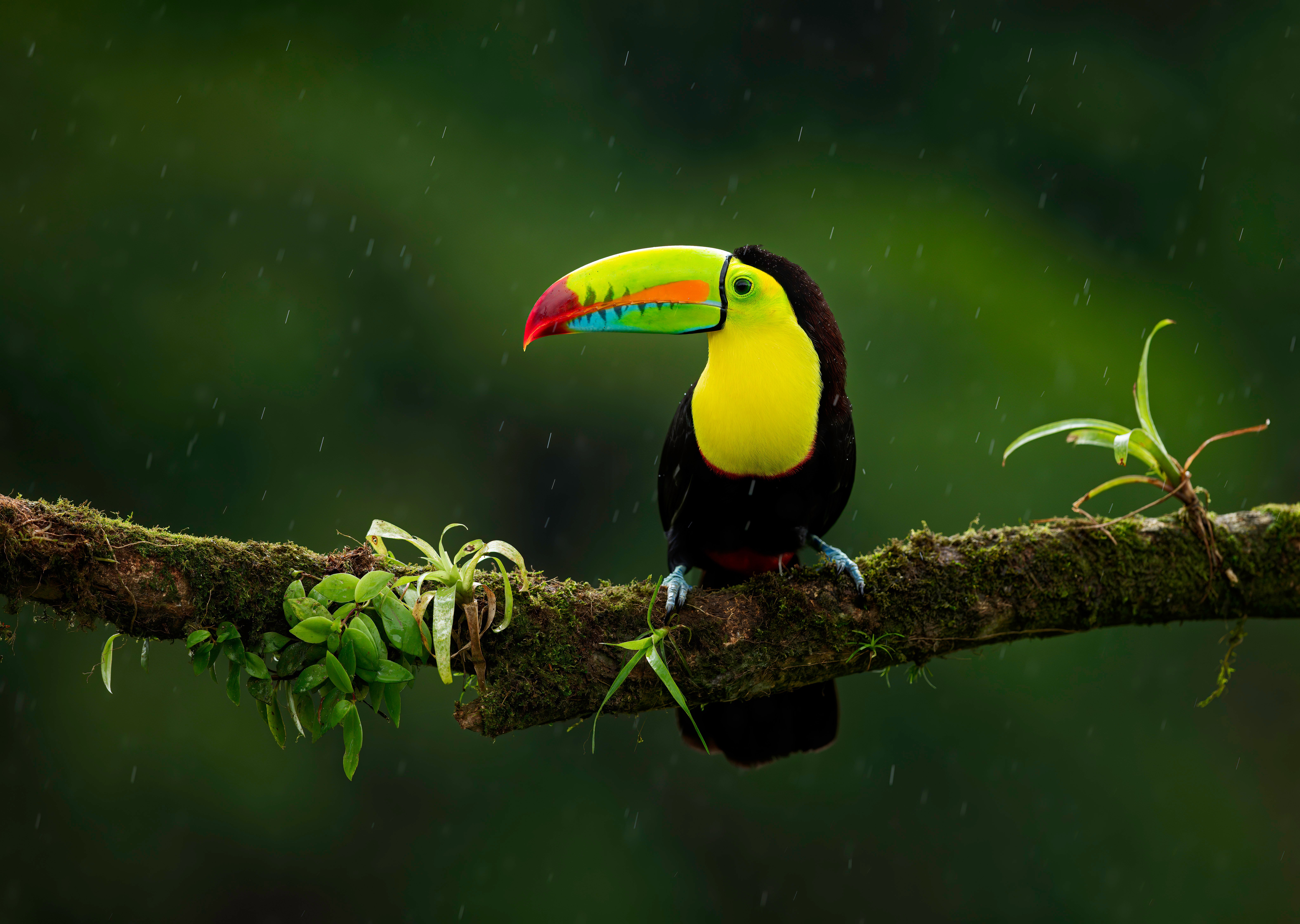 Обои ветка, птица, тукан, темный фон, дождь, branch, bird, toucan, the dark background, rain разрешение 6301x4480 Загрузить