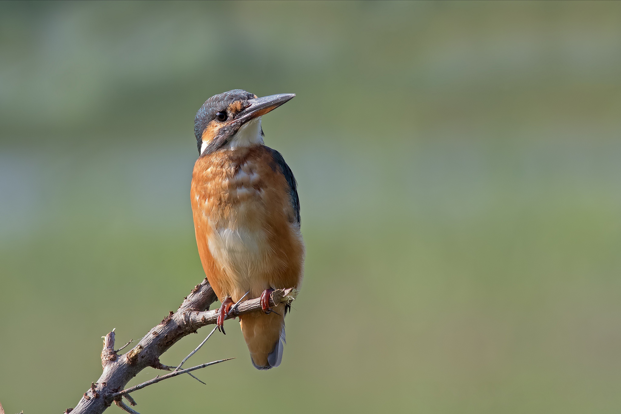 Обои ветка, птица, зимородок, branch, bird, kingfisher разрешение 2048x1365 Загрузить