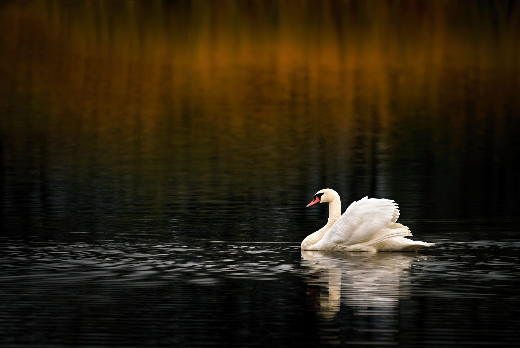 Обои вода, водоем, птица, темный фон, плавание, лебедь, боке, water, pond, bird, the dark background, swimming, swan, bokeh разрешение 2000x1339 Загрузить