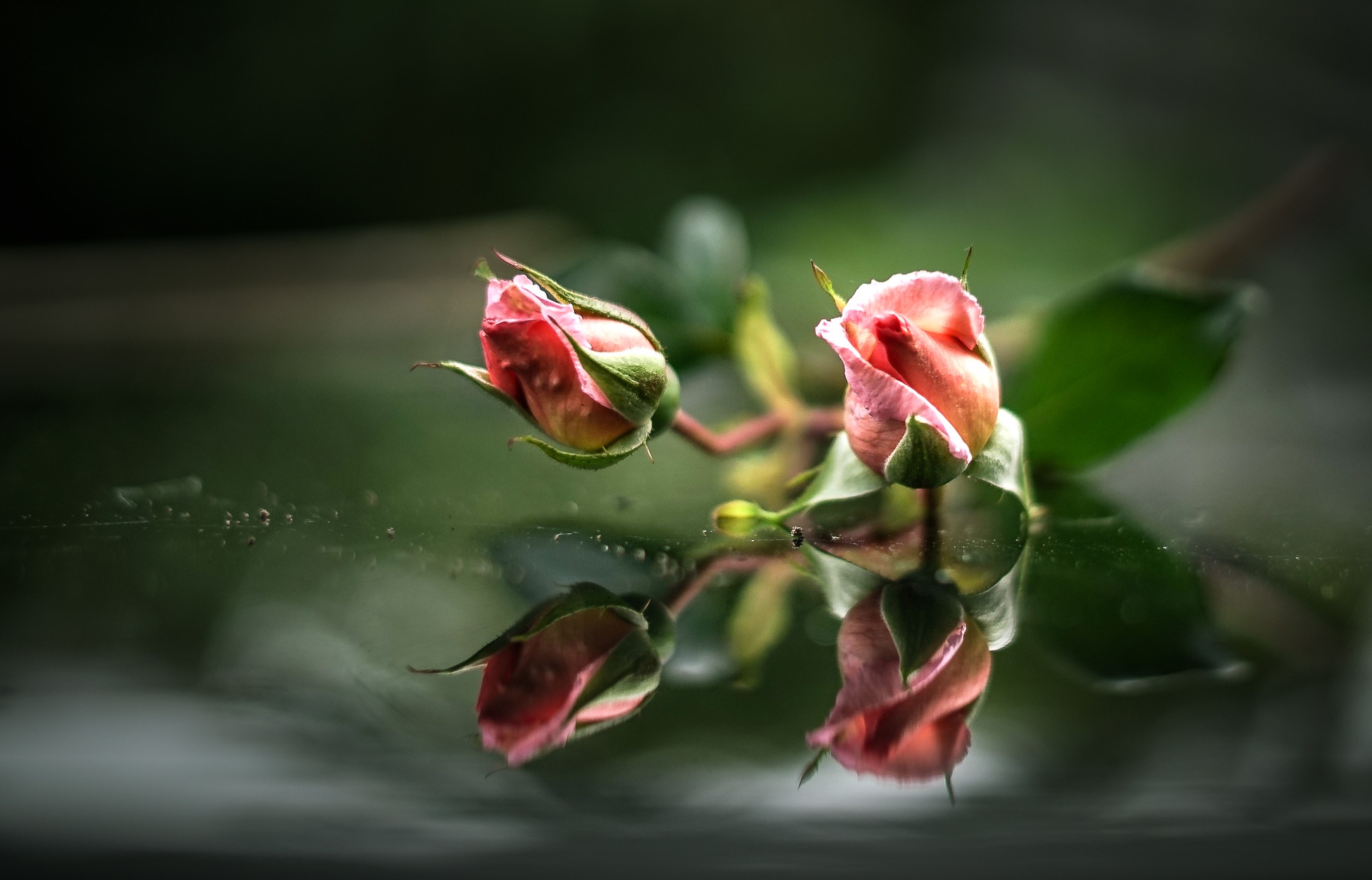 Обои вода, бутоны, отражение, розы, розовые, water, buds, reflection, roses, pink разрешение 2000x1284 Загрузить